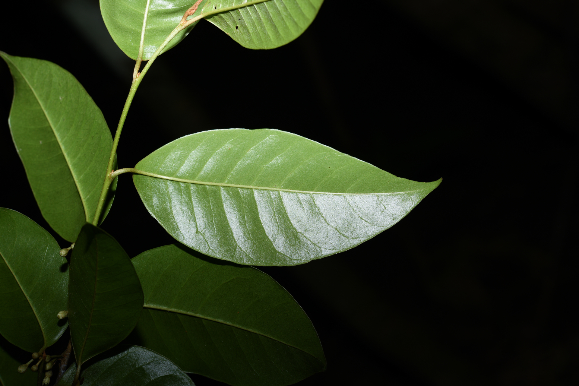 Chrysophyllum argenteum subsp. argenteum - Photo Bivouac Naturaliste