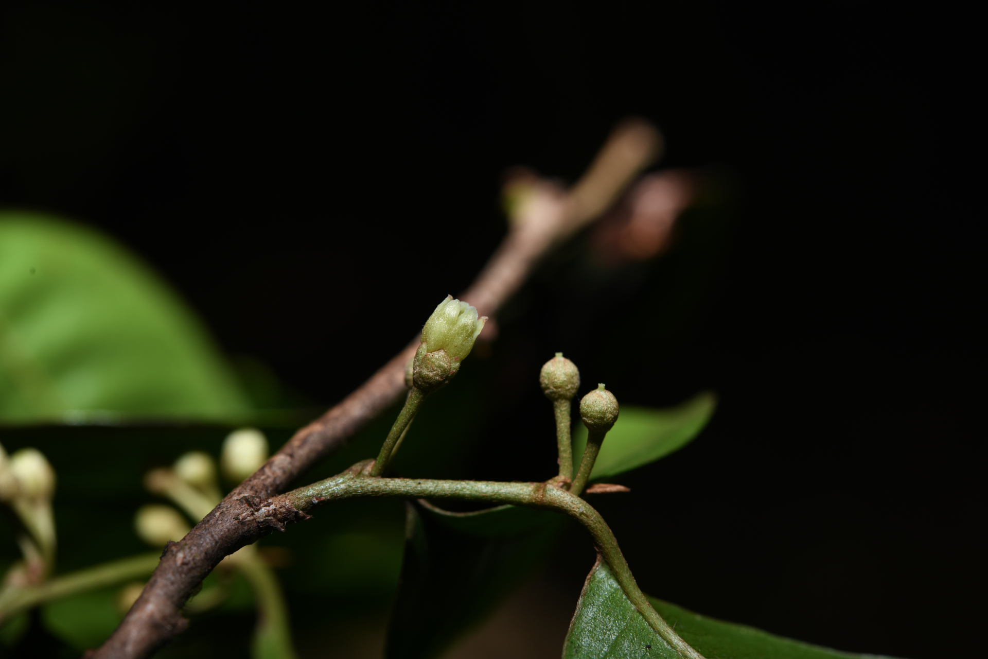 Chrysophyllum argenteum subsp. argenteum - Photo Bivouac Naturaliste