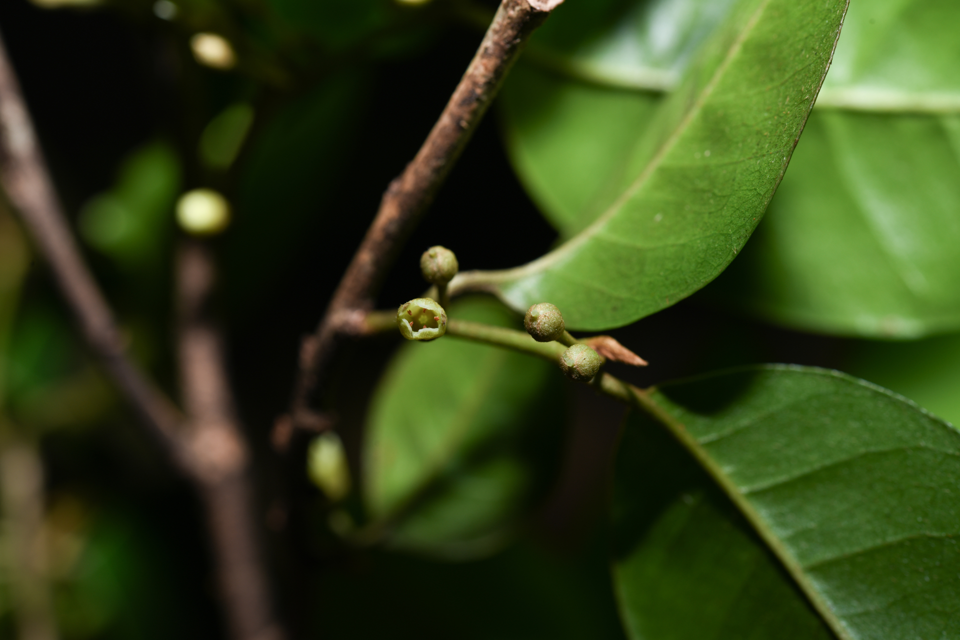 Chrysophyllum argenteum subsp. argenteum - Photo Bivouac Naturaliste
