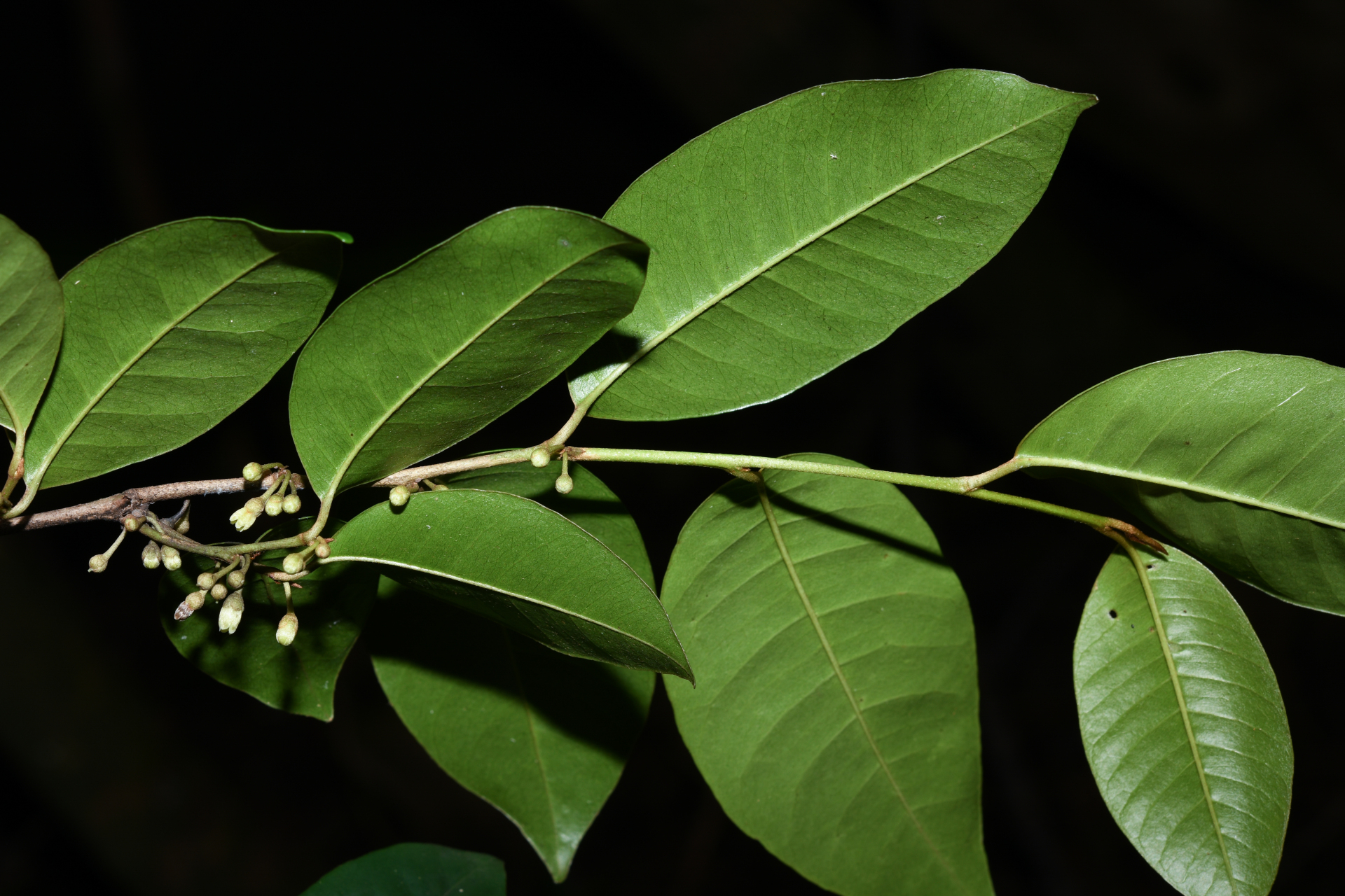 Chrysophyllum argenteum subsp. argenteum - Photo Bivouac Naturaliste