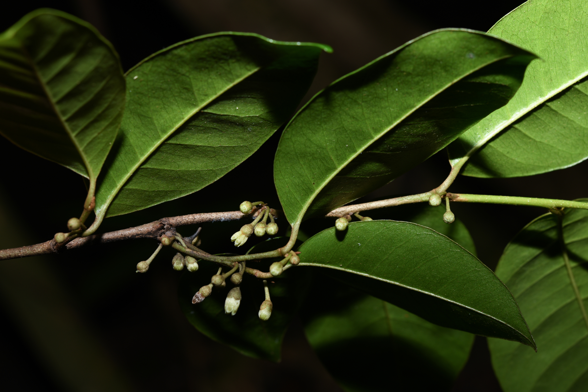 Chrysophyllum argenteum subsp. argenteum - Photo Bivouac Naturaliste