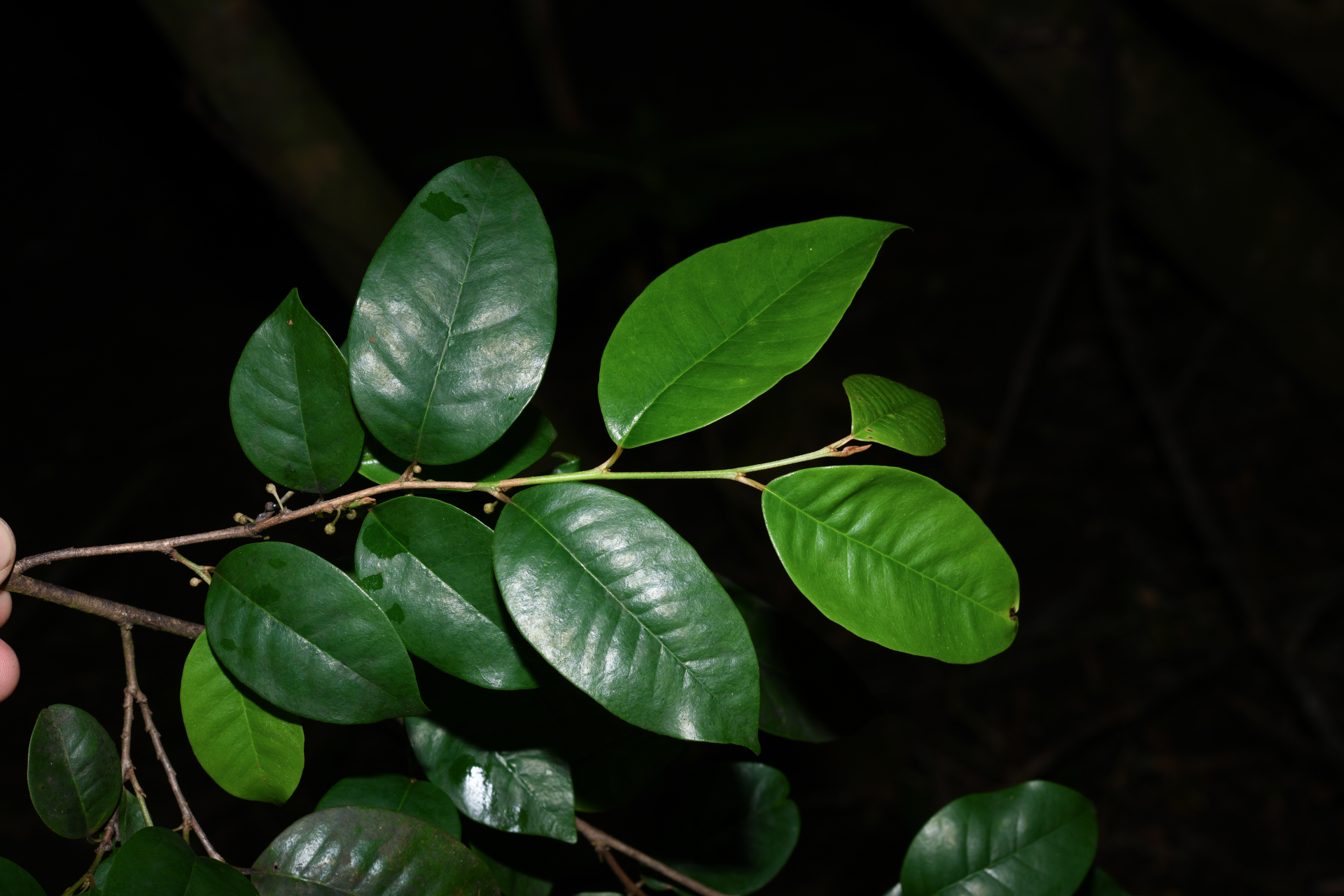 Chrysophyllum argenteum subsp. argenteum - Photo Bivouac Naturaliste