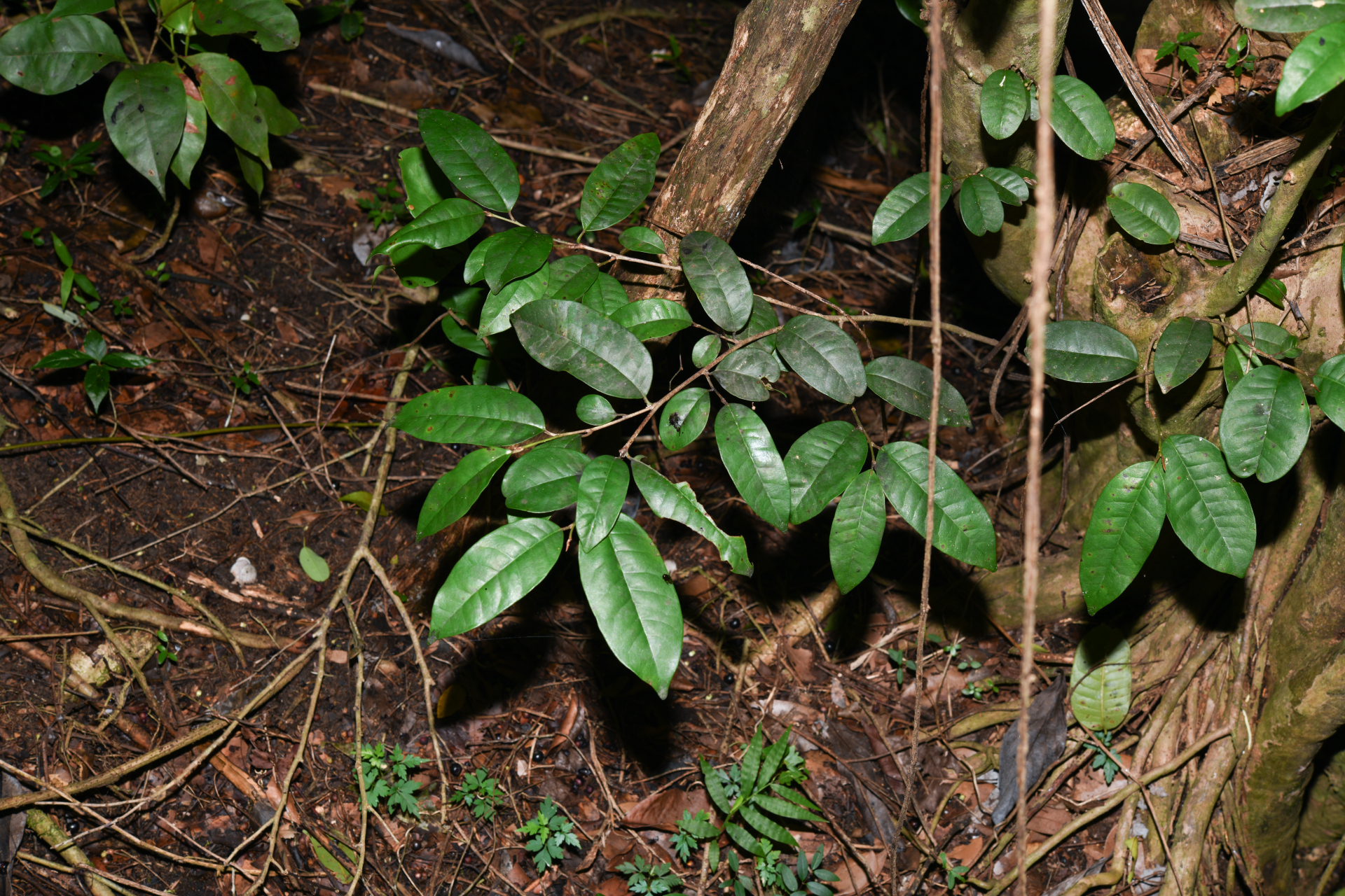 Chrysophyllum argenteum subsp. argenteum - Photo Bivouac Naturaliste