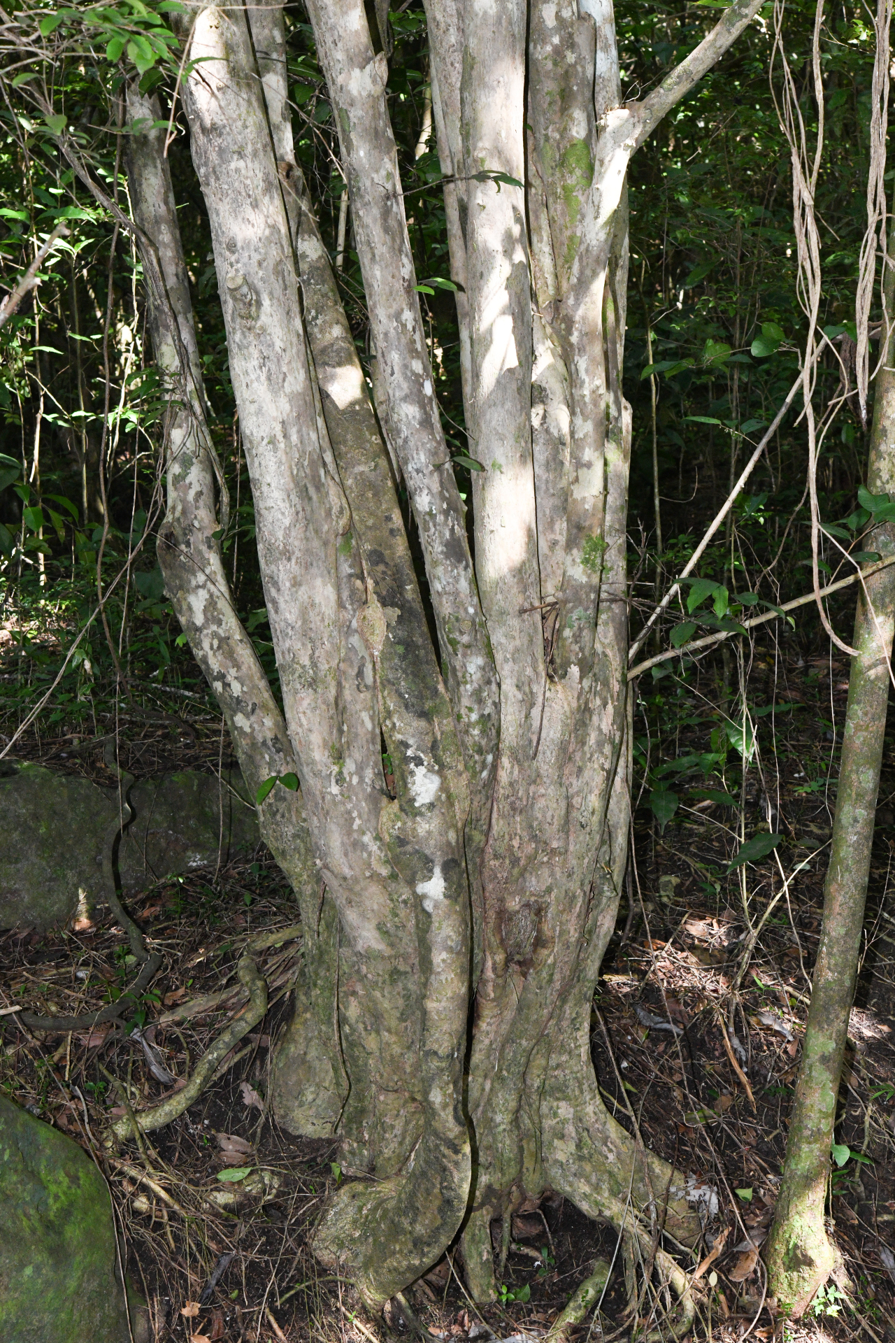 Chrysophyllum argenteum subsp. argenteum - Photo Bivouac Naturaliste