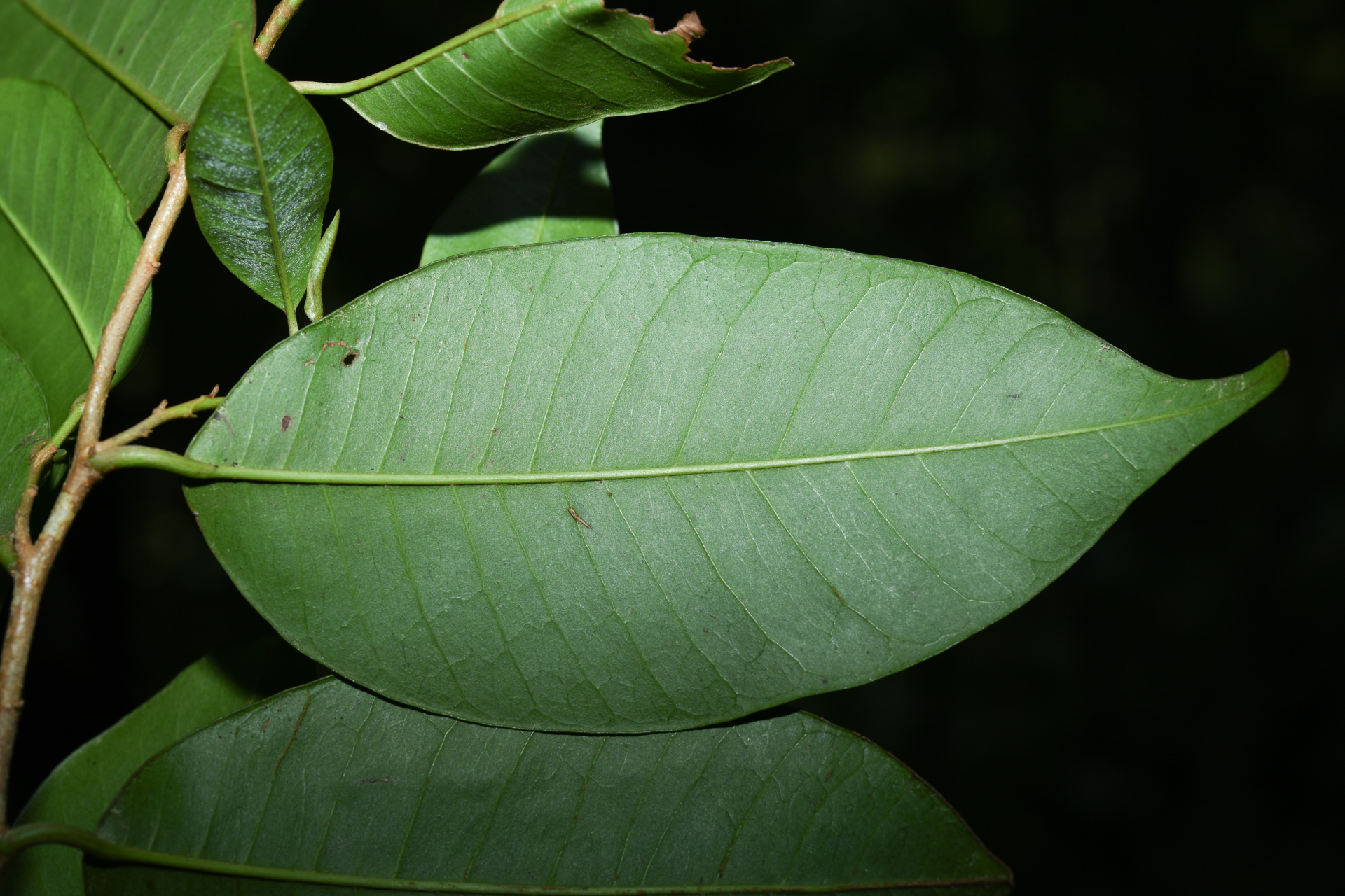 Chrysophyllum argenteum subsp. argenteum - Photo Bivouac Naturaliste
