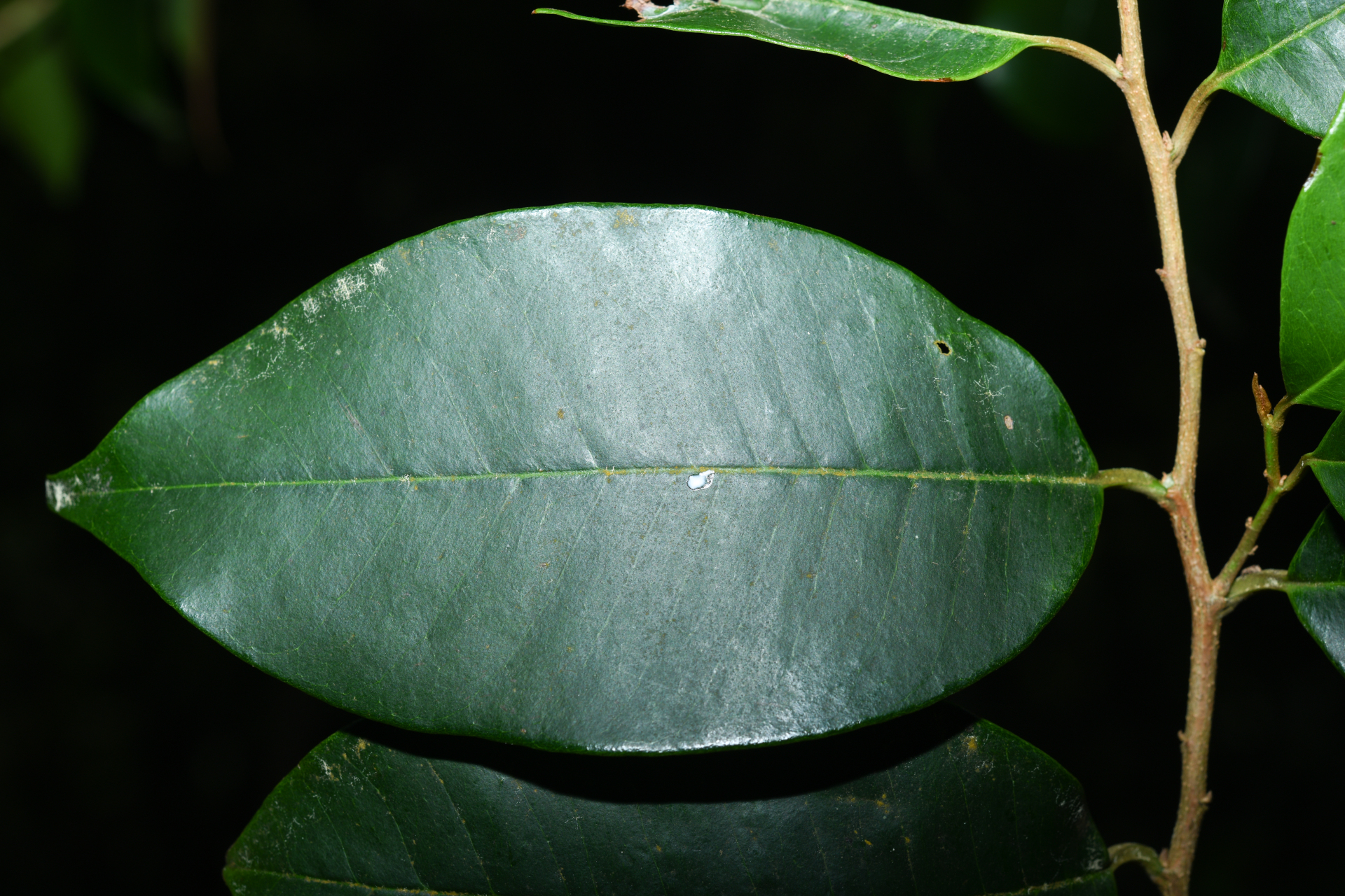 Chrysophyllum argenteum subsp. argenteum - Photo Bivouac Naturaliste