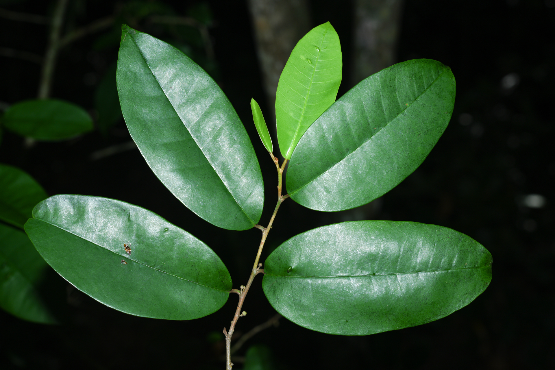 Chrysophyllum argenteum subsp. argenteum - Photo Bivouac Naturaliste