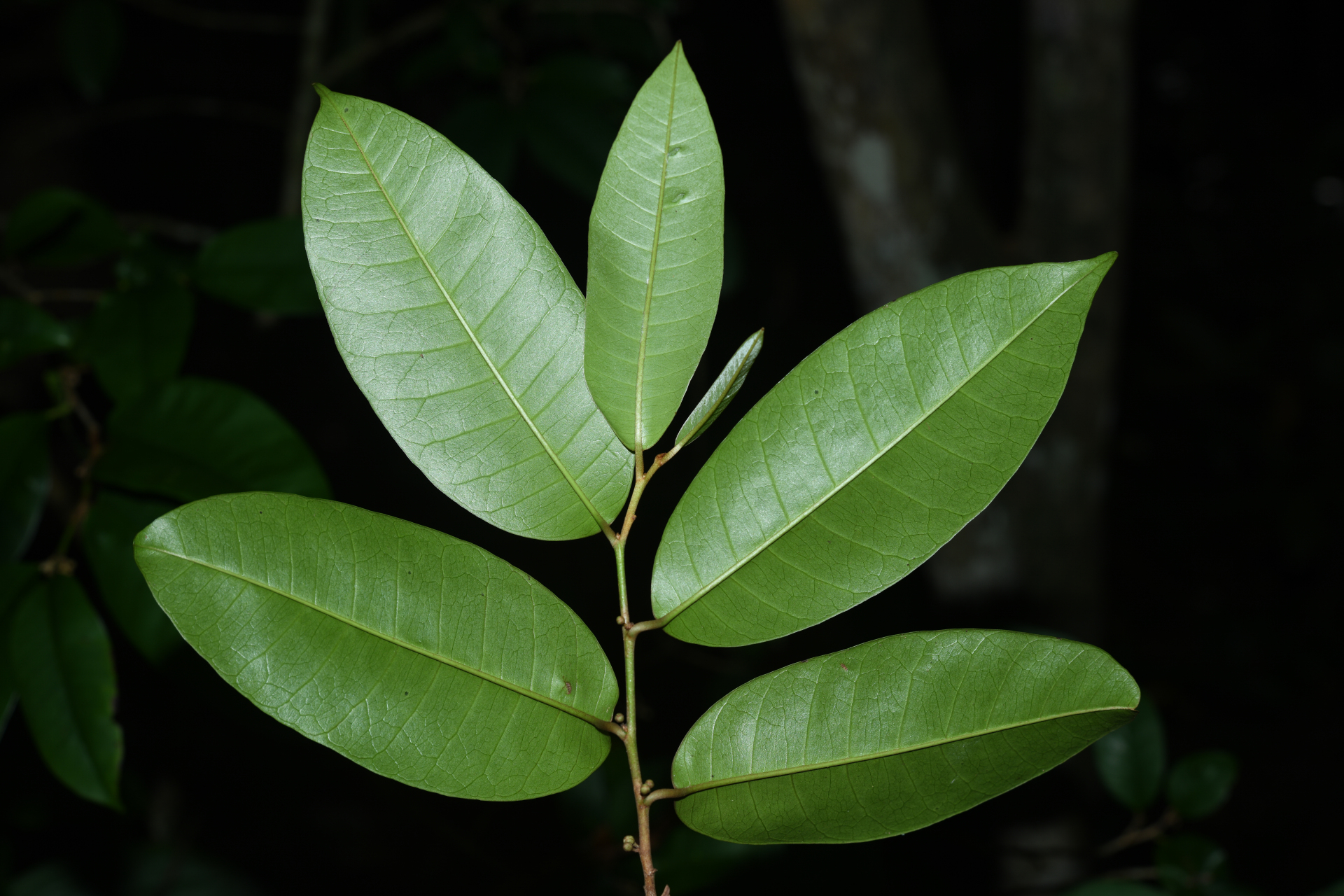 Chrysophyllum argenteum subsp. argenteum - Photo Bivouac Naturaliste