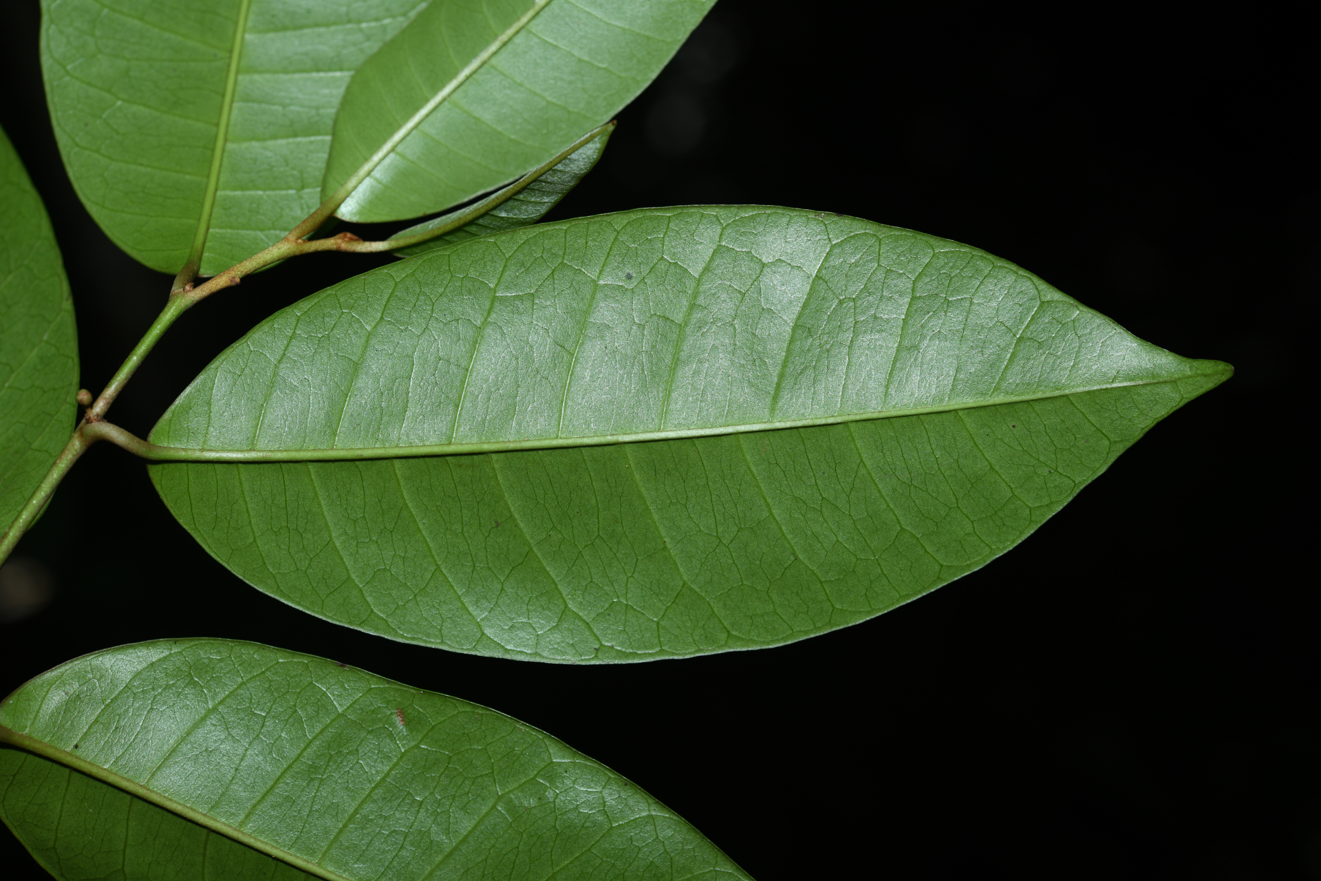 Chrysophyllum argenteum subsp. argenteum - Photo Bivouac Naturaliste
