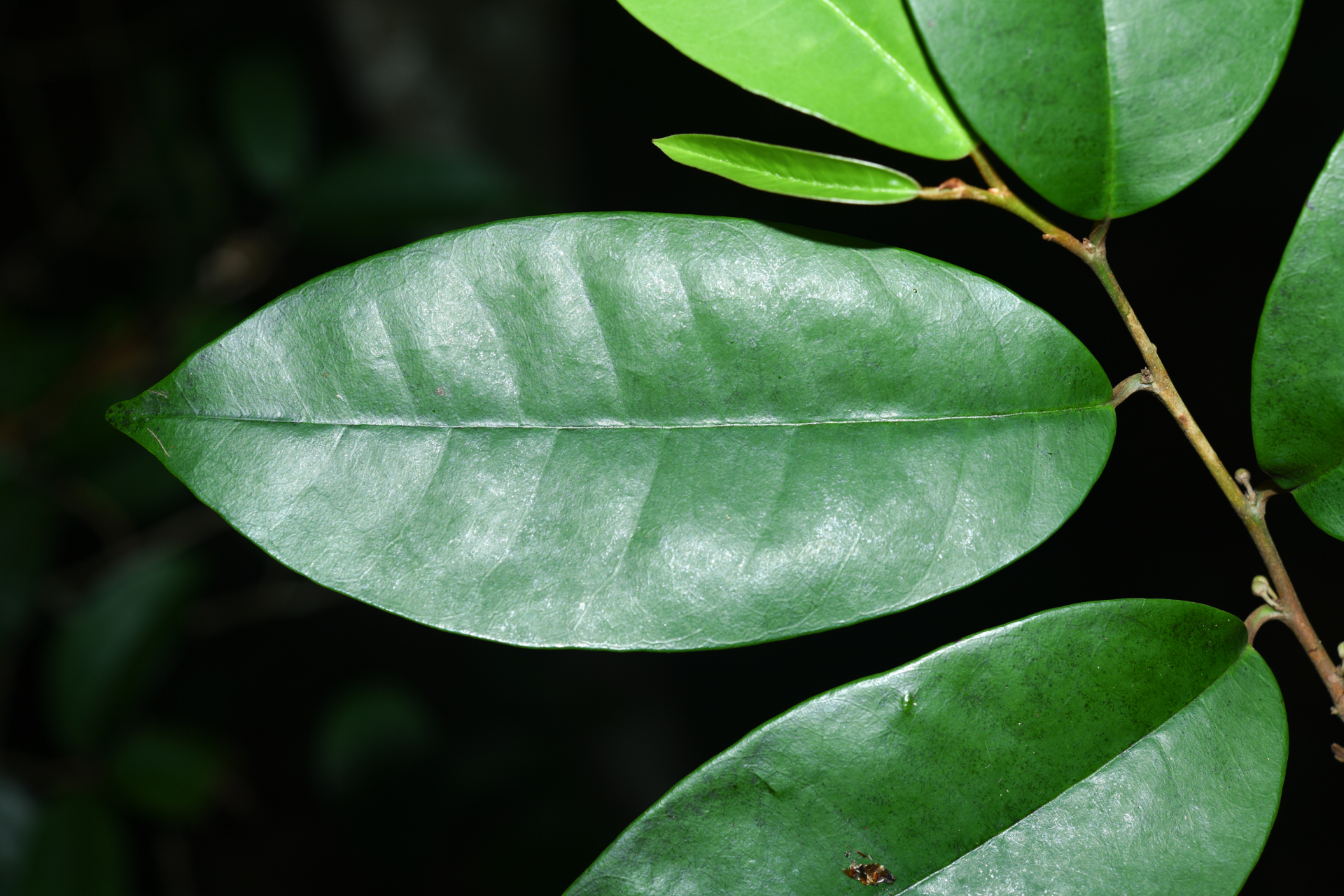 Chrysophyllum argenteum subsp. argenteum - Photo Bivouac Naturaliste