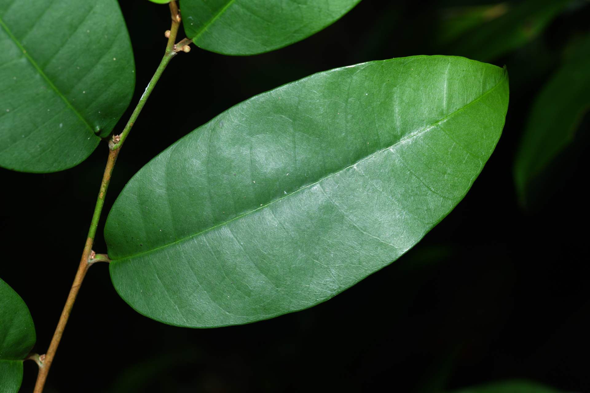 Chrysophyllum argenteum subsp. argenteum - Photo Bivouac Naturaliste