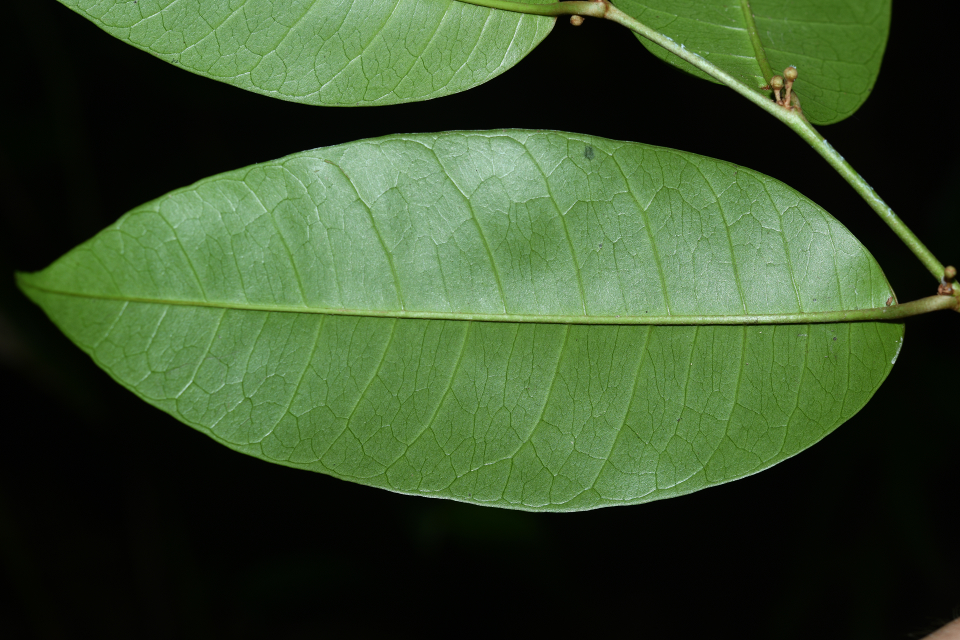 Chrysophyllum argenteum subsp. argenteum - Photo Bivouac Naturaliste