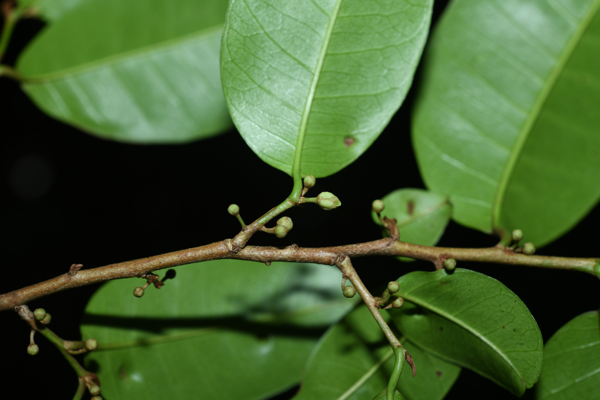 Chrysophyllum argenteum subsp. argenteum - Photo Bivouac Naturaliste