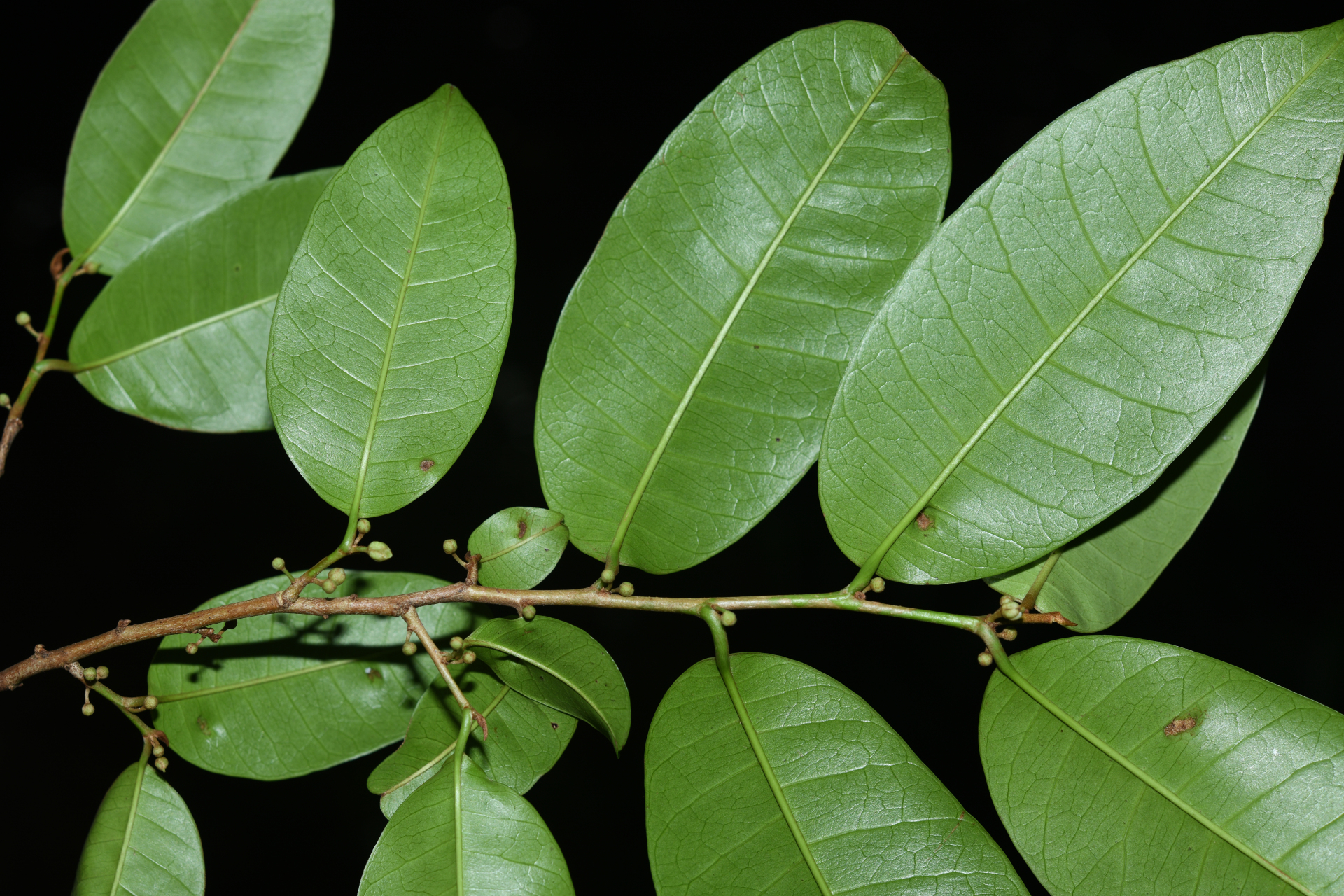 Chrysophyllum argenteum subsp. argenteum - Photo Bivouac Naturaliste