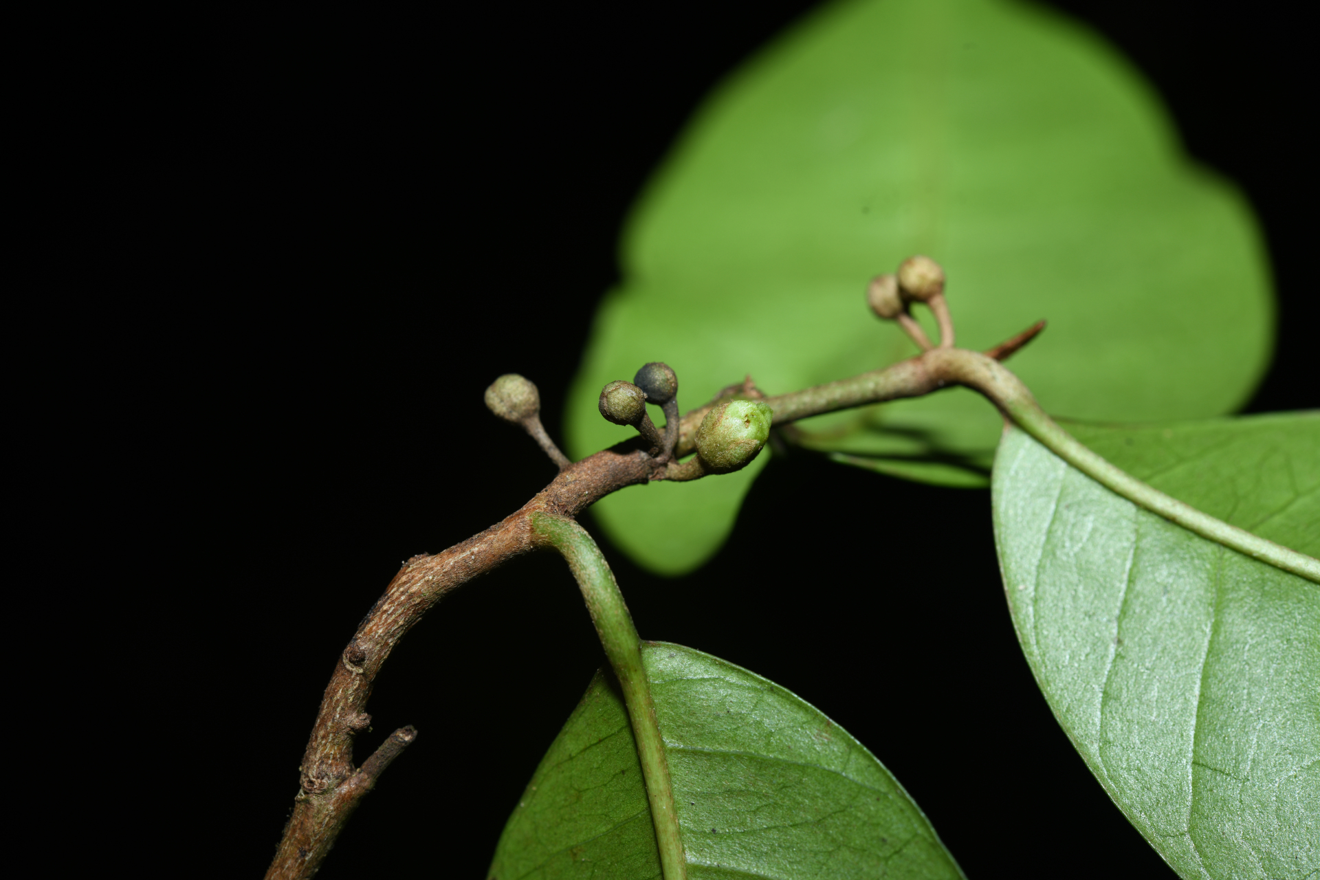Chrysophyllum argenteum subsp. argenteum - Photo Bivouac Naturaliste