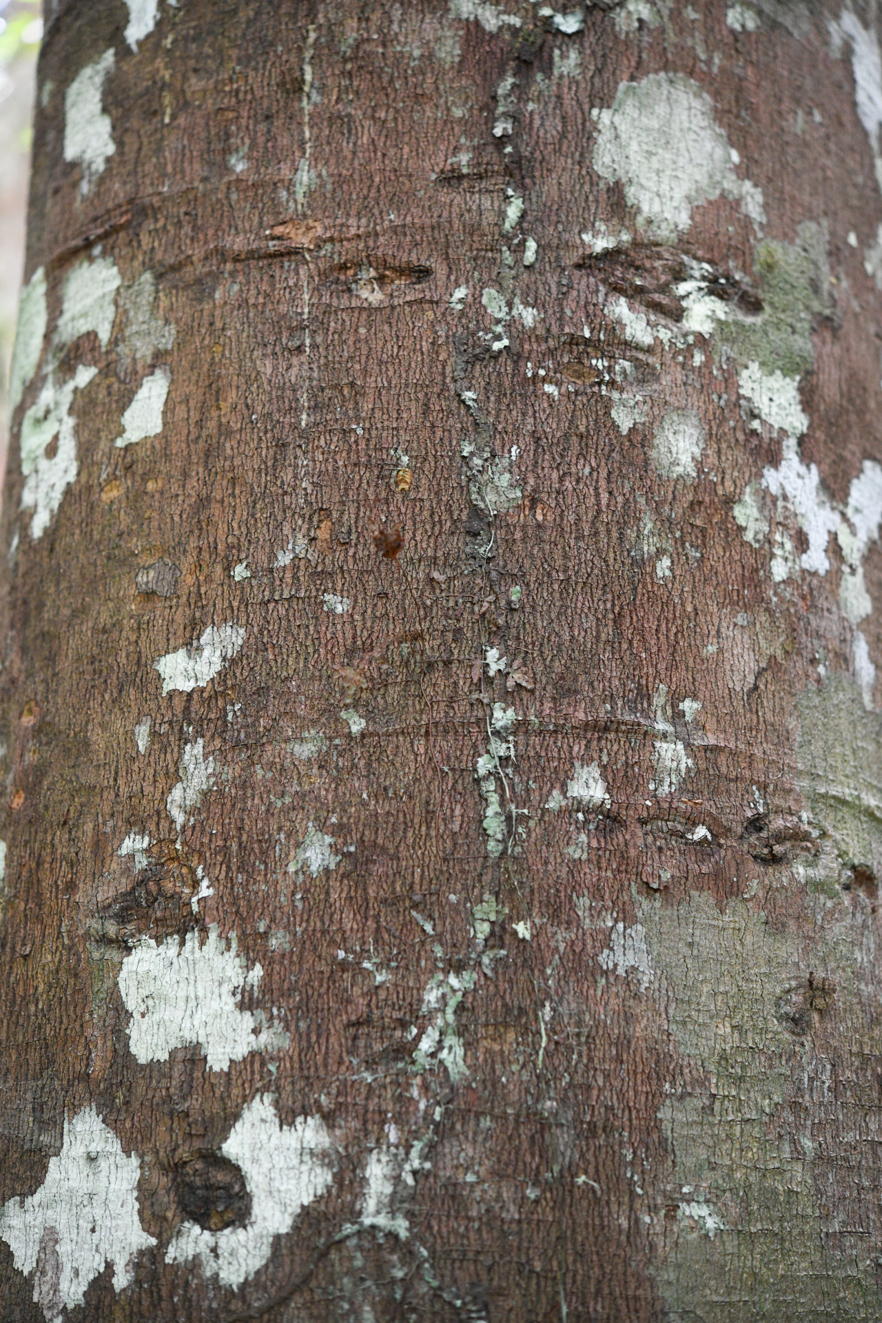 Ecclinusa guianensis Eyma - Photo Bivouac Naturaliste
