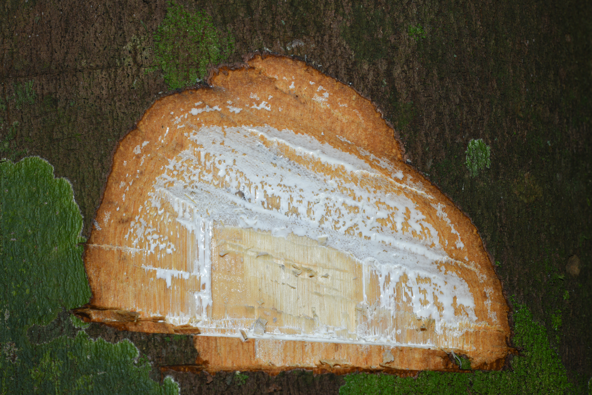 Ecclinusa guianensis Eyma - Photo Bivouac Naturaliste