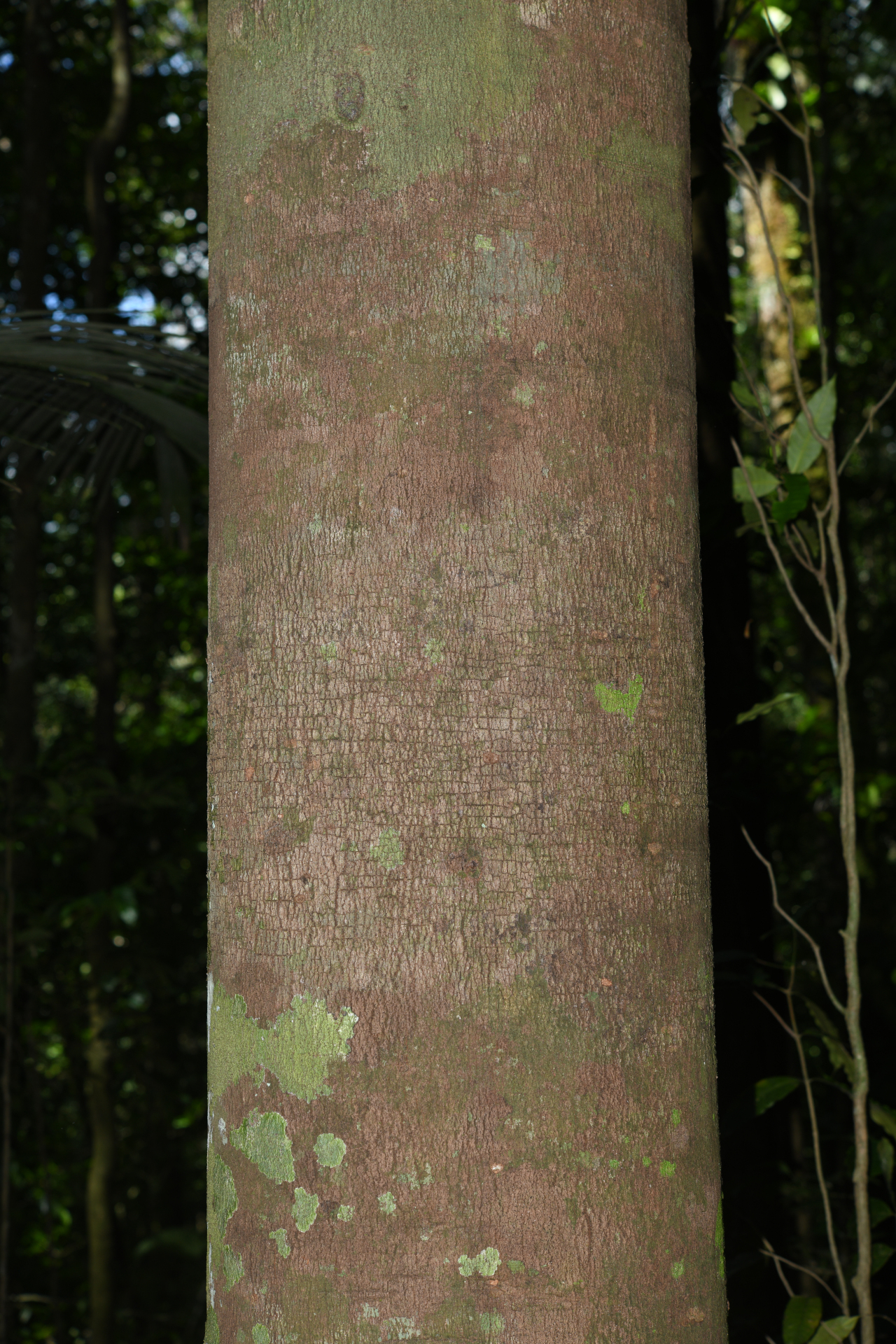 Ecclinusa guianensis Eyma - Photo Bivouac Naturaliste