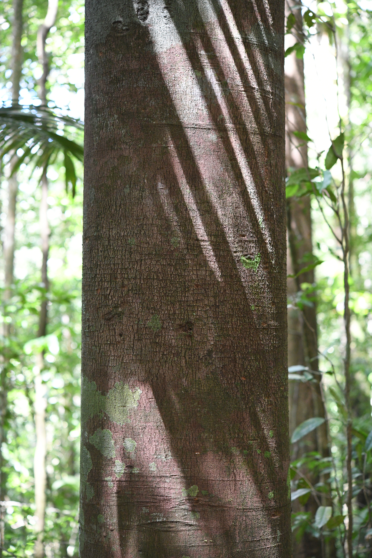 Ecclinusa guianensis Eyma - Photo Bivouac Naturaliste