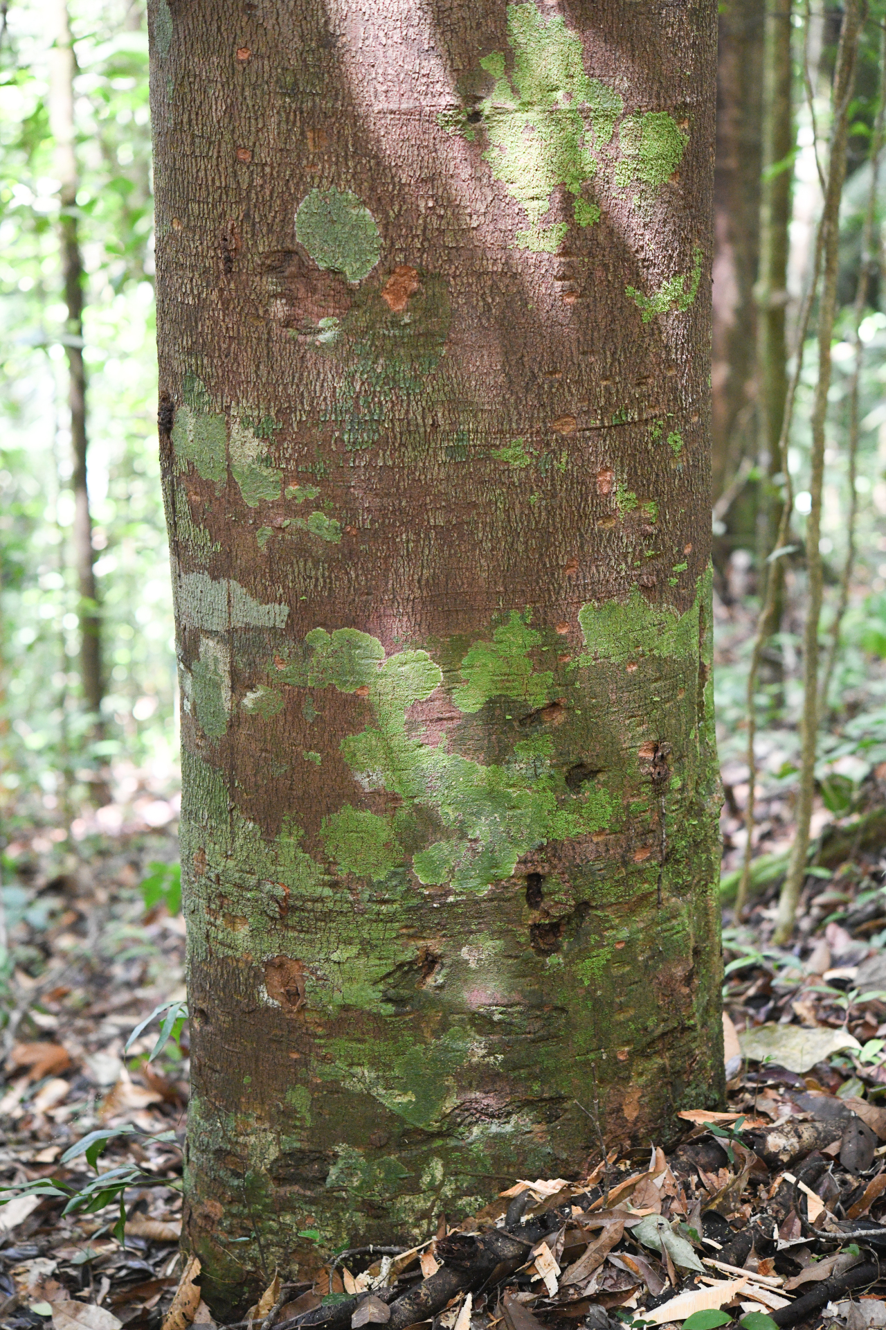 Ecclinusa guianensis Eyma - Photo Bivouac Naturaliste