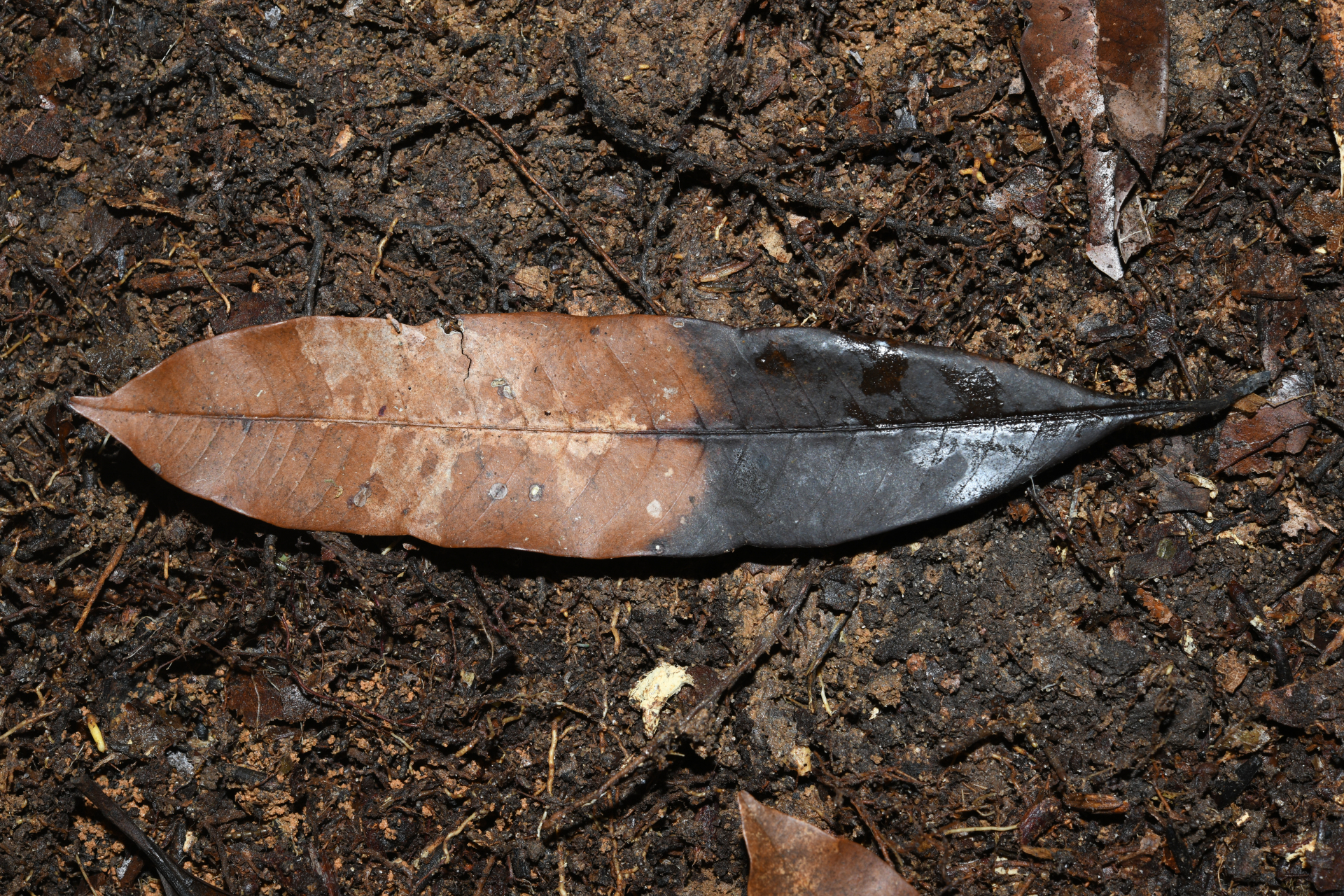 Ecclinusa guianensis Eyma - Photo Bivouac Naturaliste