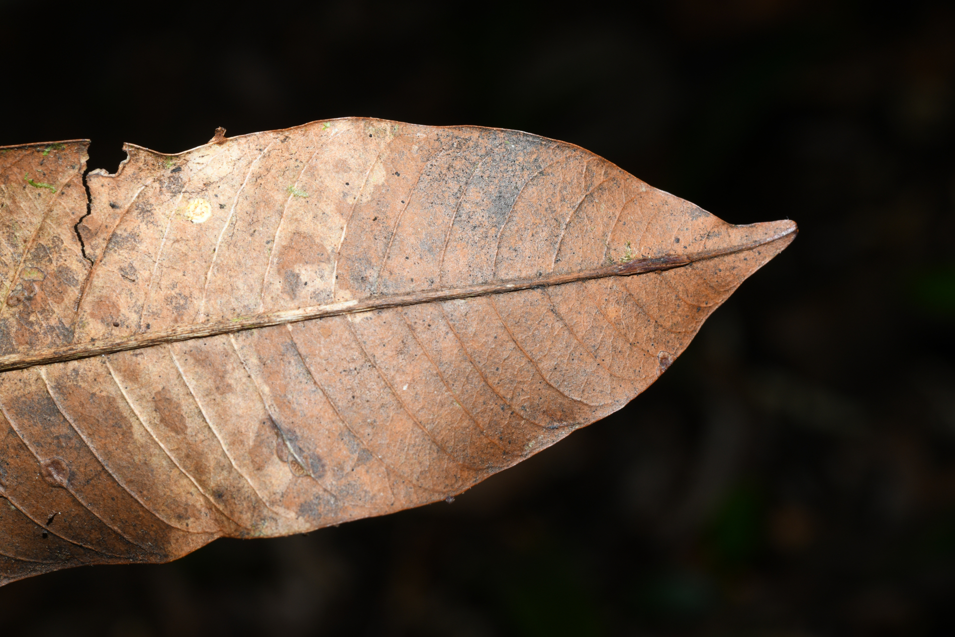 Ecclinusa guianensis Eyma - Photo Bivouac Naturaliste