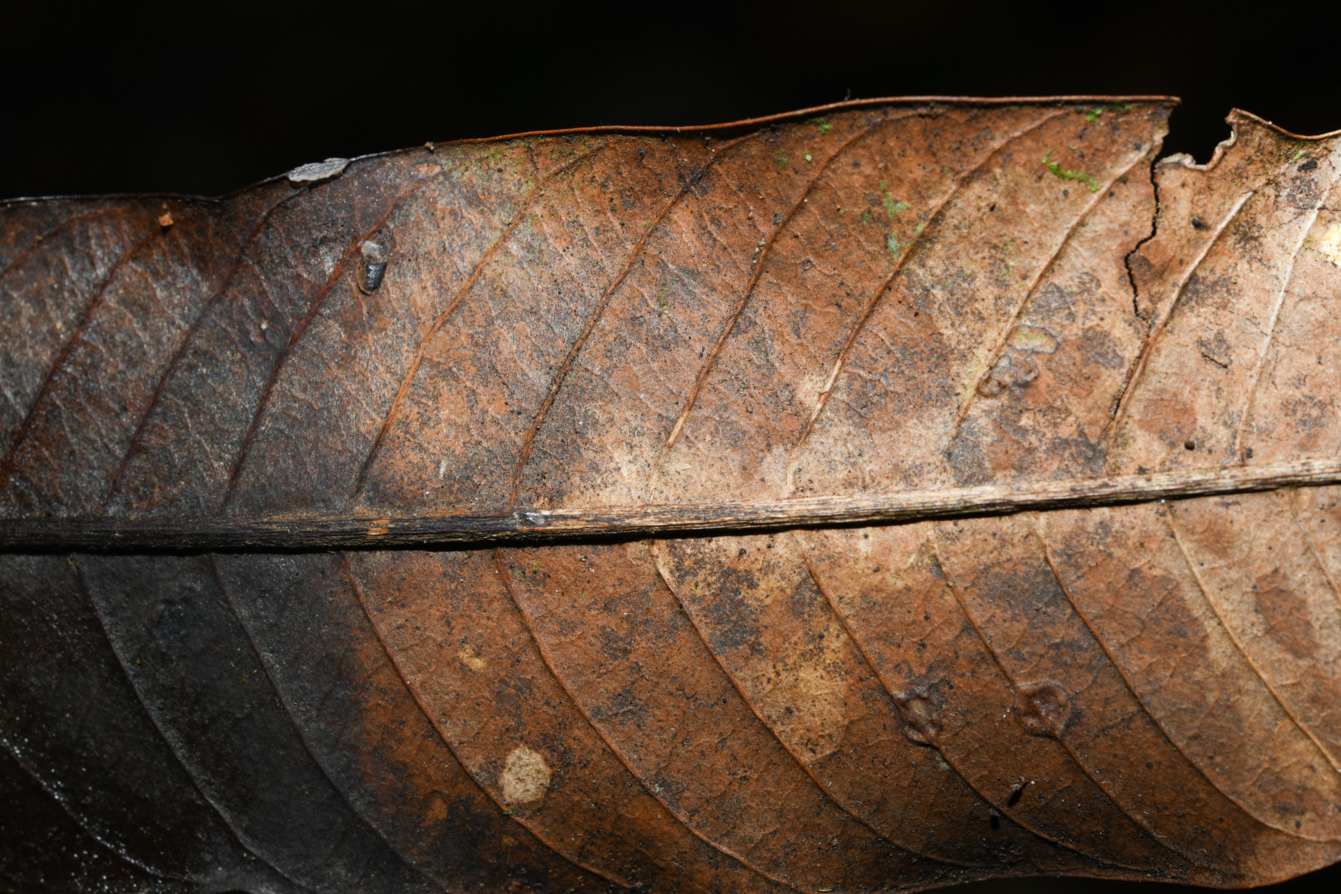 Ecclinusa guianensis Eyma - Photo Bivouac Naturaliste