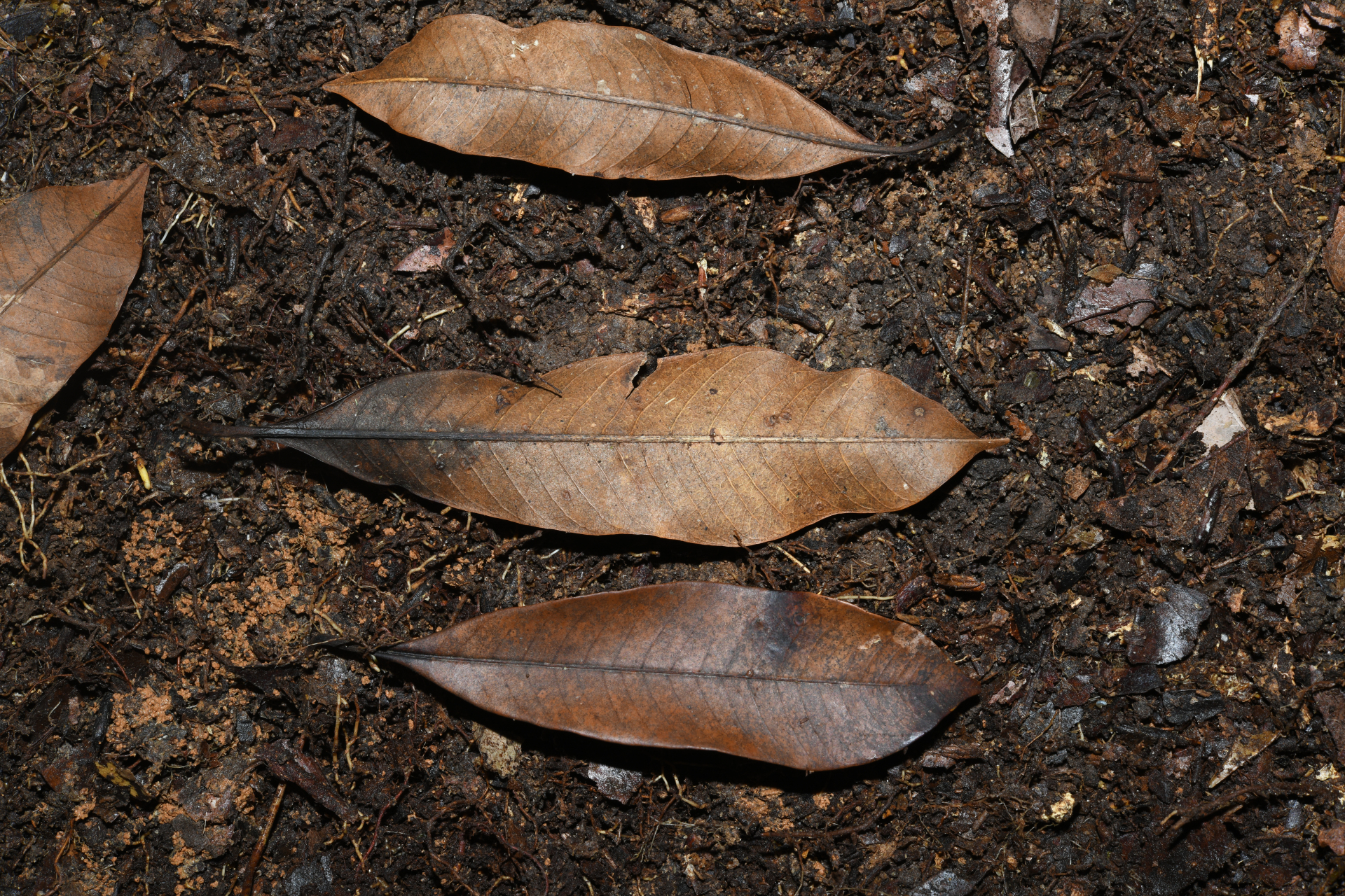 Ecclinusa guianensis Eyma - Photo Bivouac Naturaliste