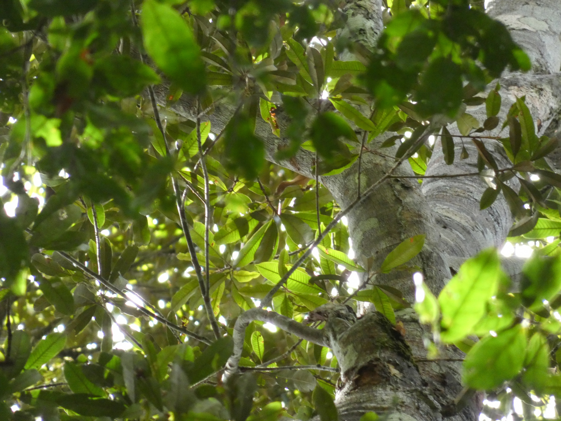 Ecclinusa guianensis Eyma - Photo Bivouac Naturaliste