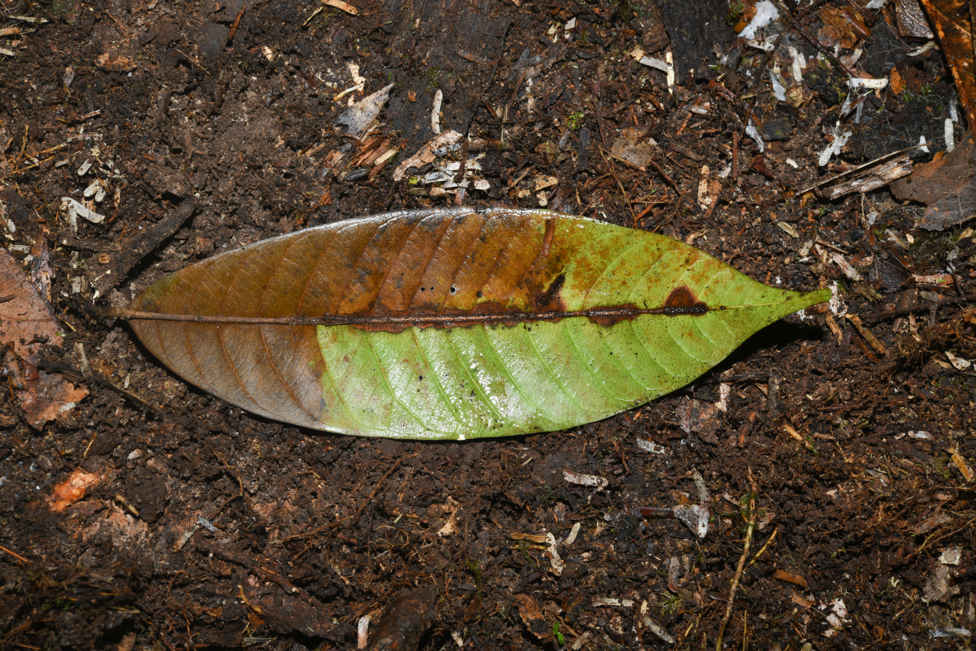 Ecclinusa guianensis Eyma - Photo Bivouac Naturaliste