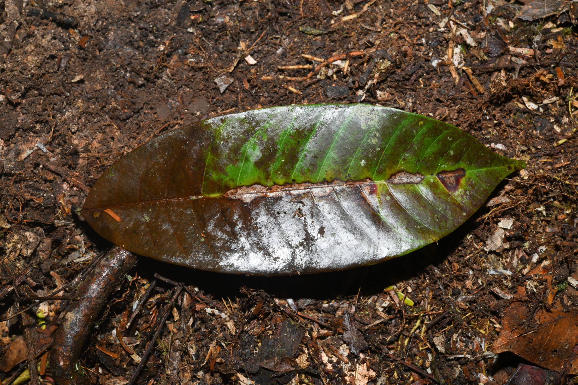 Ecclinusa guianensis Eyma - Photo Bivouac Naturaliste