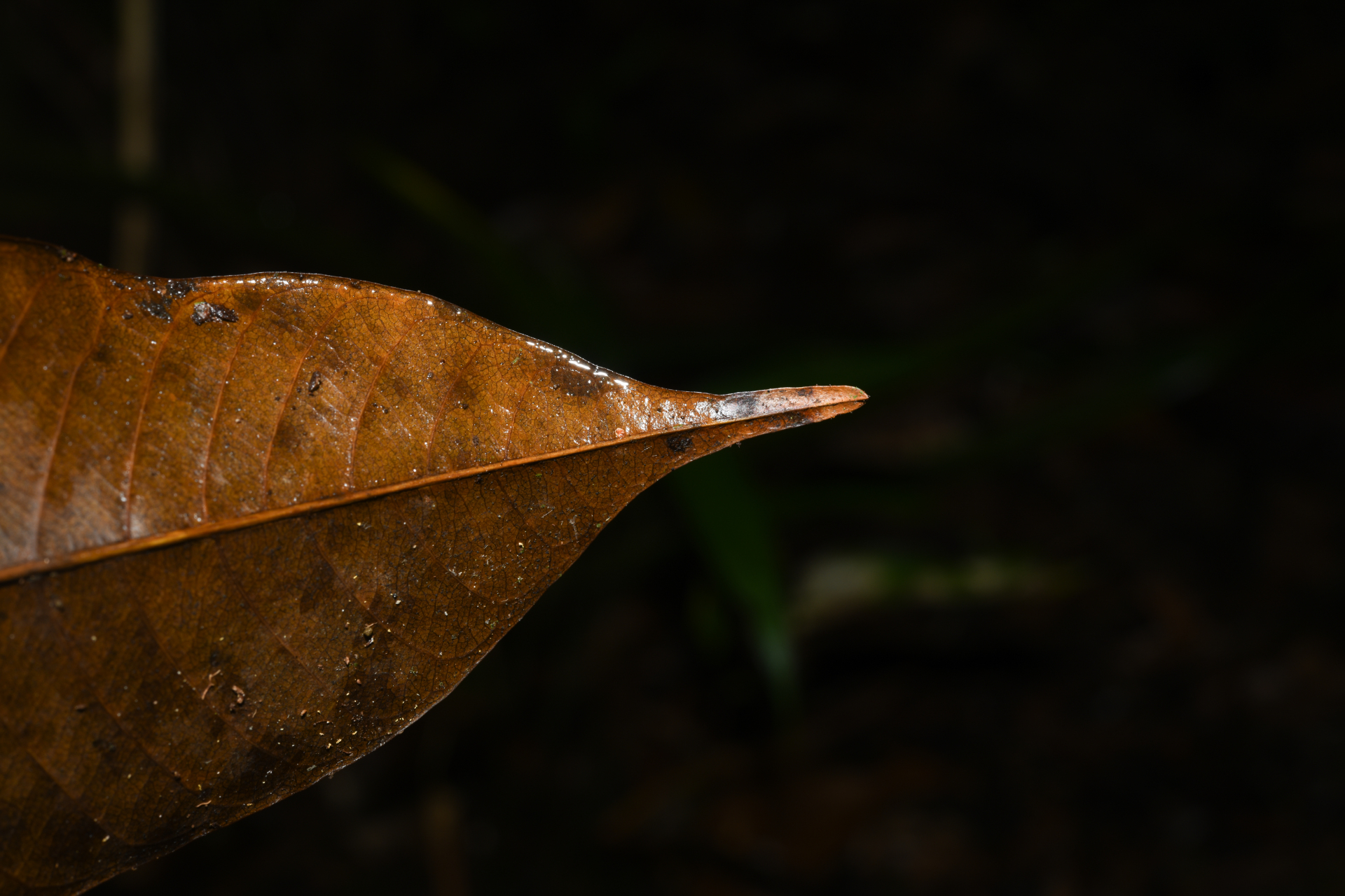 Ecclinusa guianensis Eyma - Photo Bivouac Naturaliste