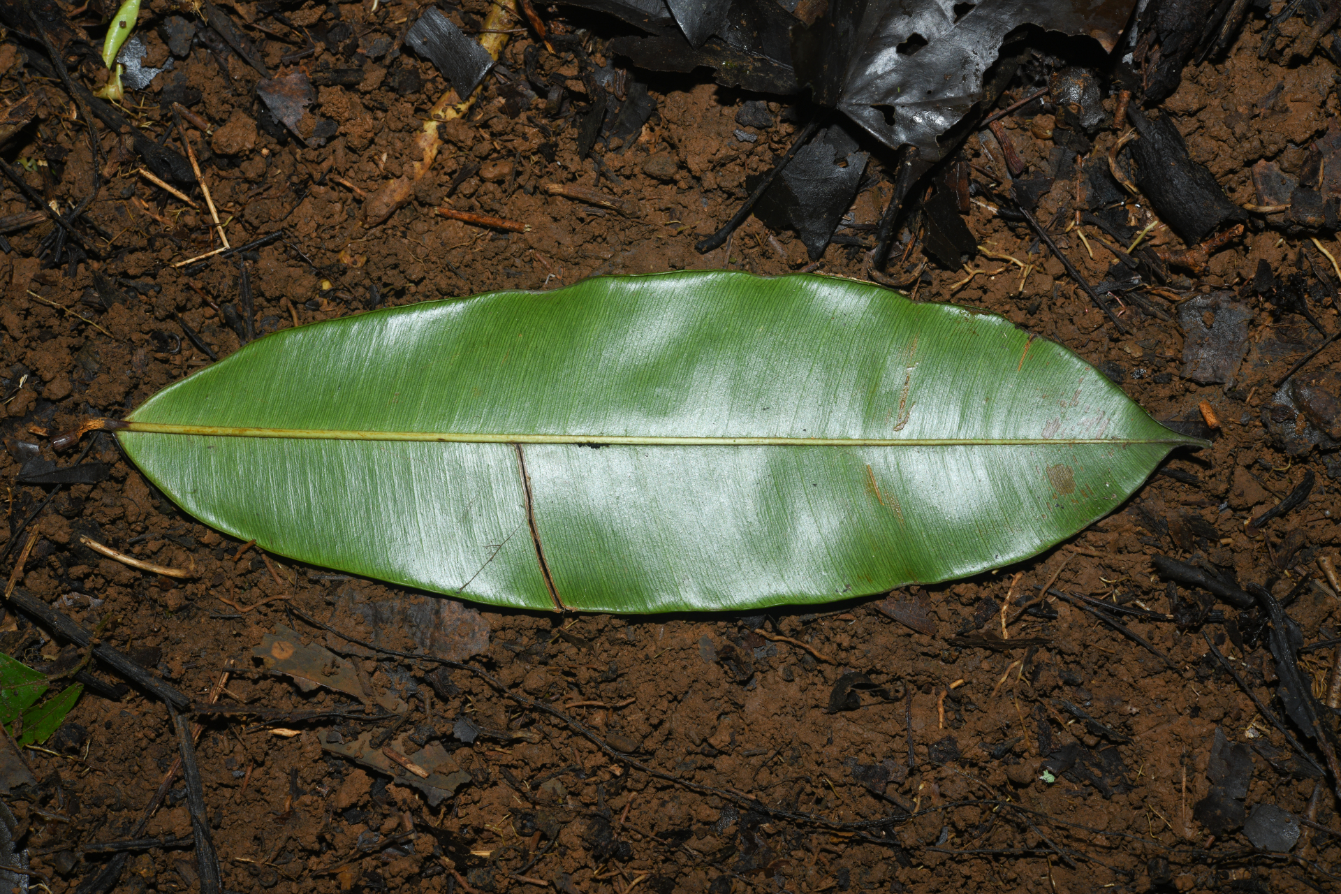 Micropholis acutangula (Ducke) Eyma - Photo Bivouac Naturaliste