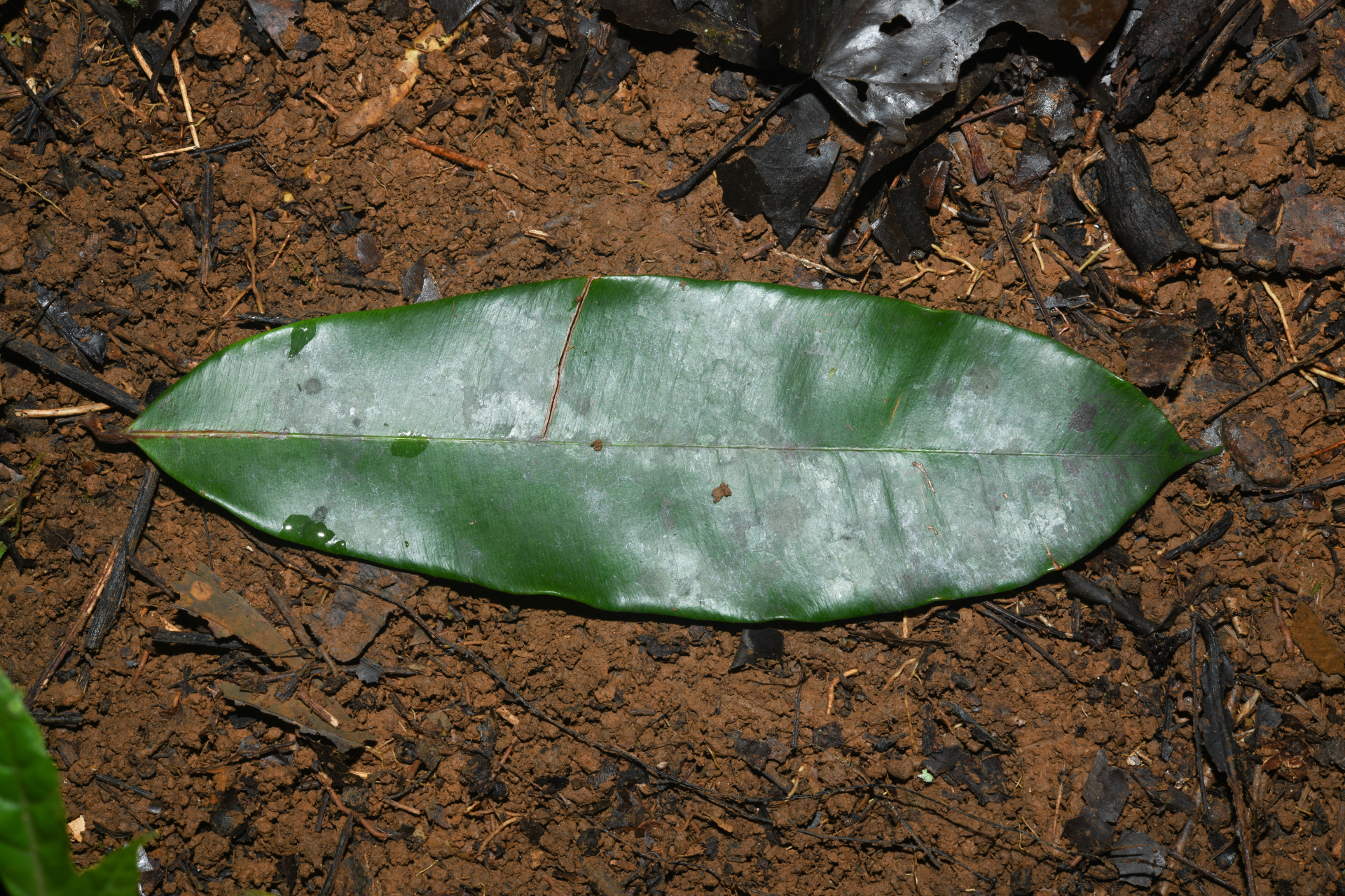 Micropholis acutangula (Ducke) Eyma - Photo Bivouac Naturaliste