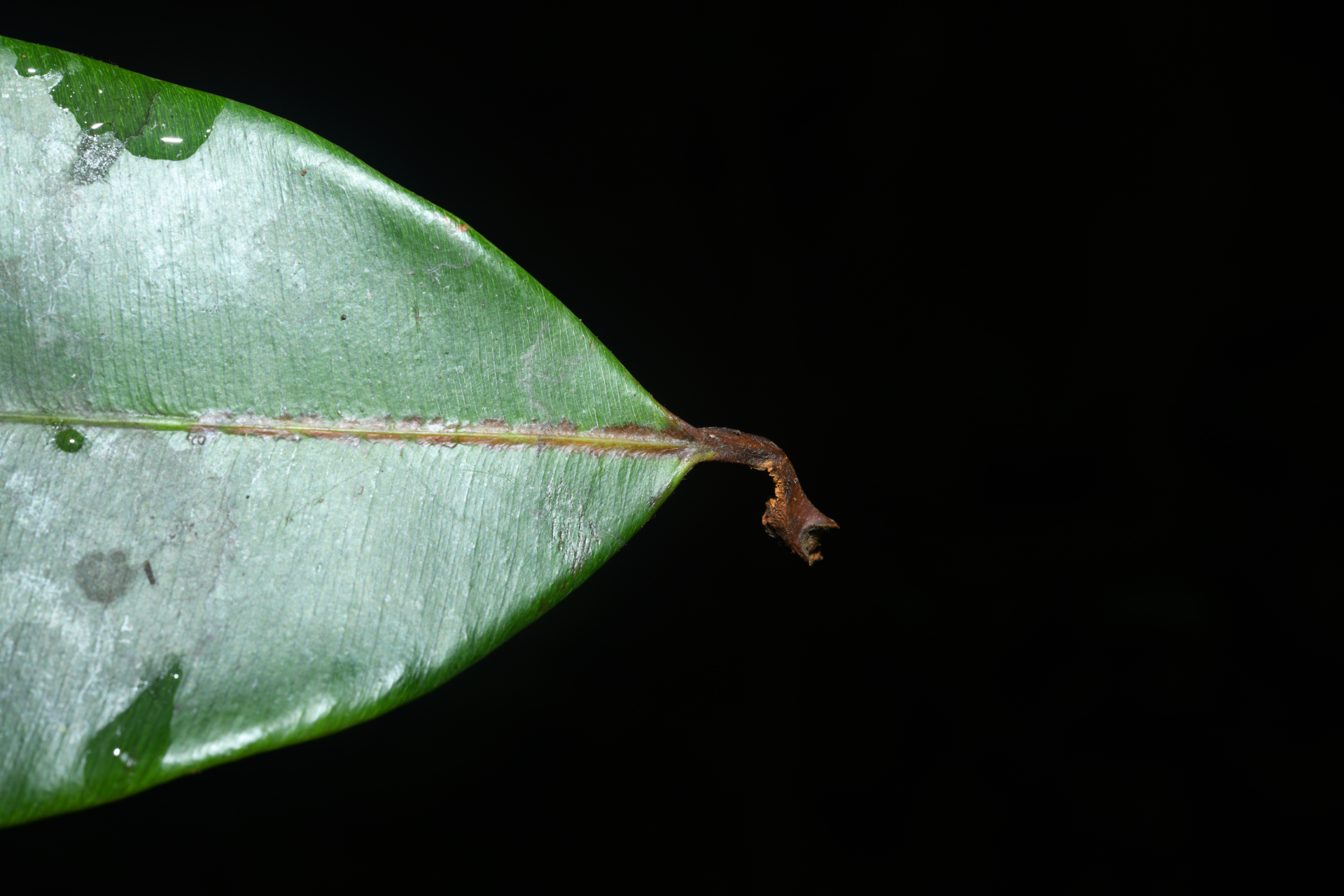 Micropholis acutangula (Ducke) Eyma - Photo Bivouac Naturaliste