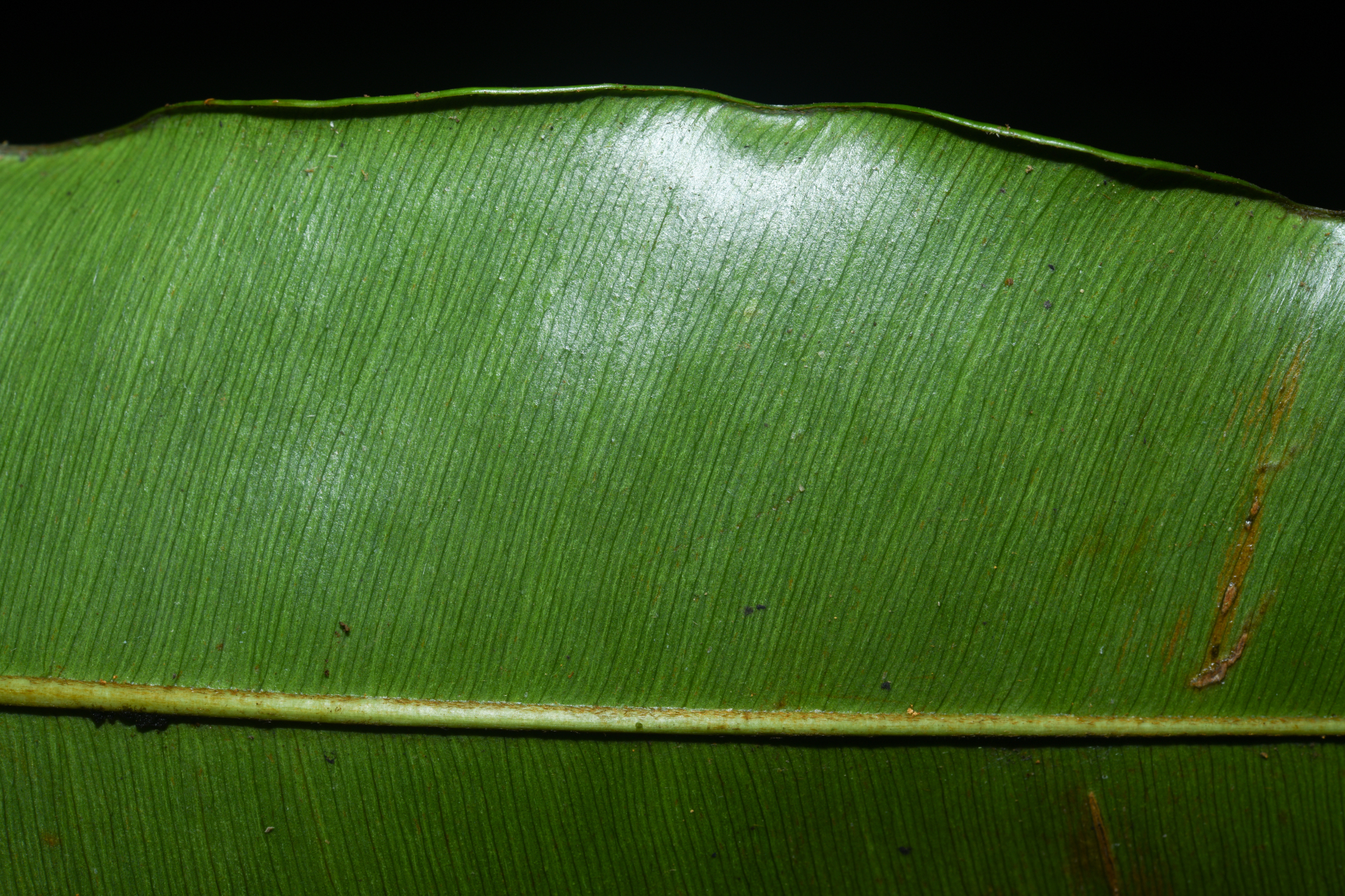 Micropholis acutangula (Ducke) Eyma - Photo Bivouac Naturaliste