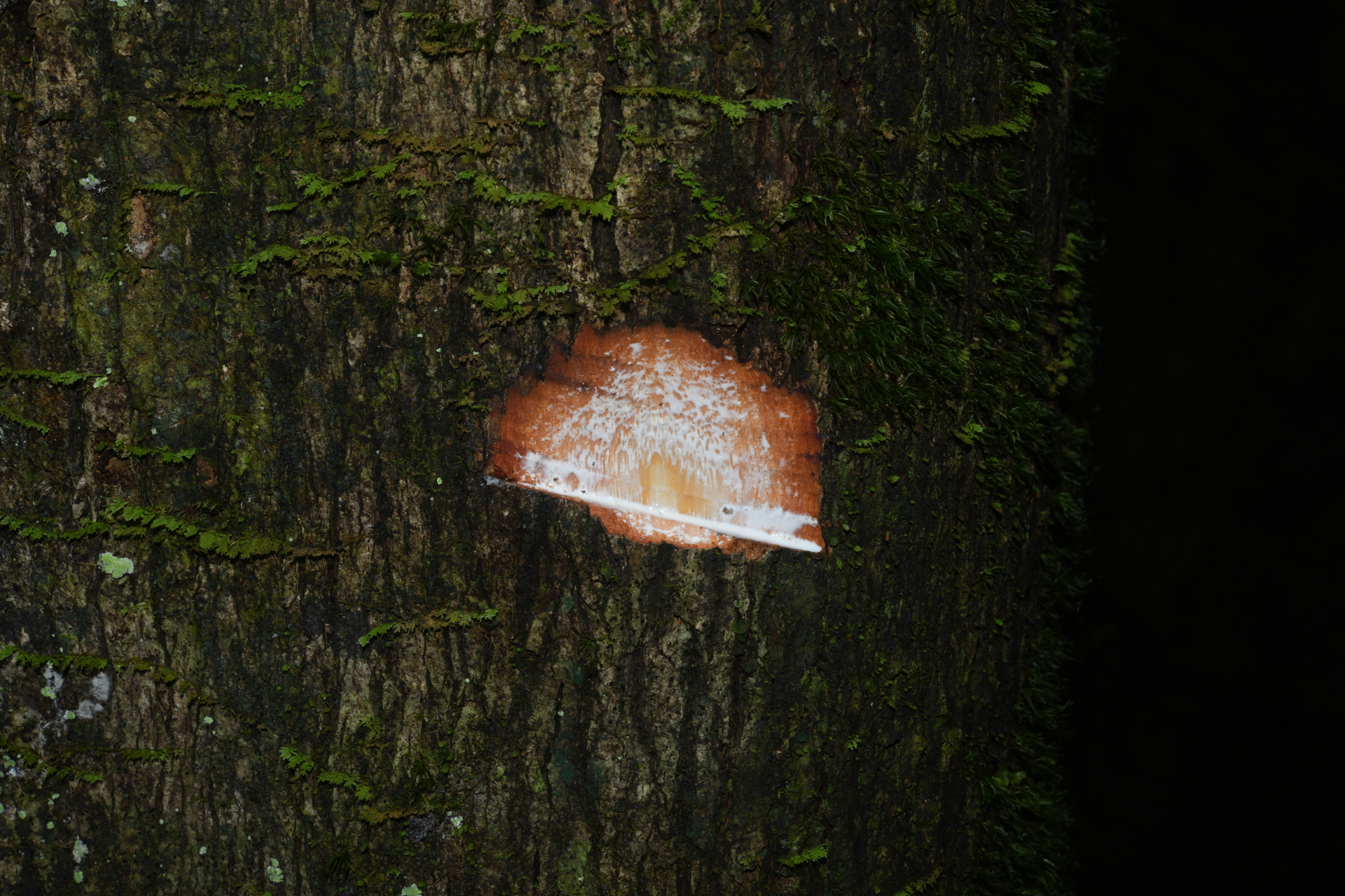 Micropholis acutangula (Ducke) Eyma - Photo Bivouac Naturaliste