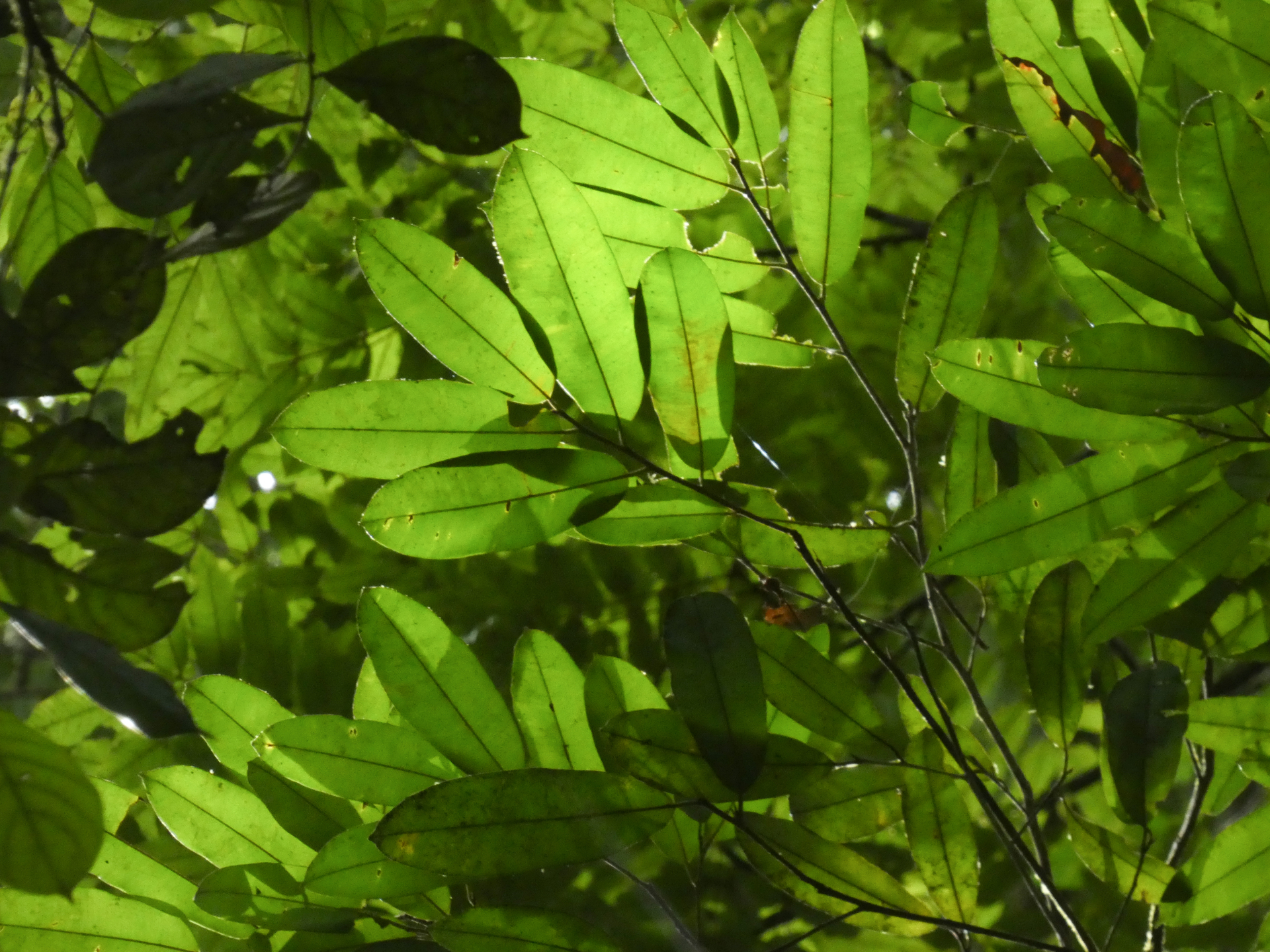 Micropholis acutangula (Ducke) Eyma - Photo Bivouac Naturaliste