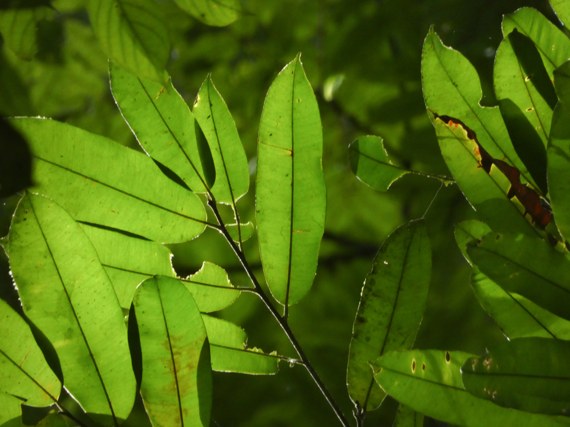 Micropholis acutangula (Ducke) Eyma - Photo Bivouac Naturaliste
