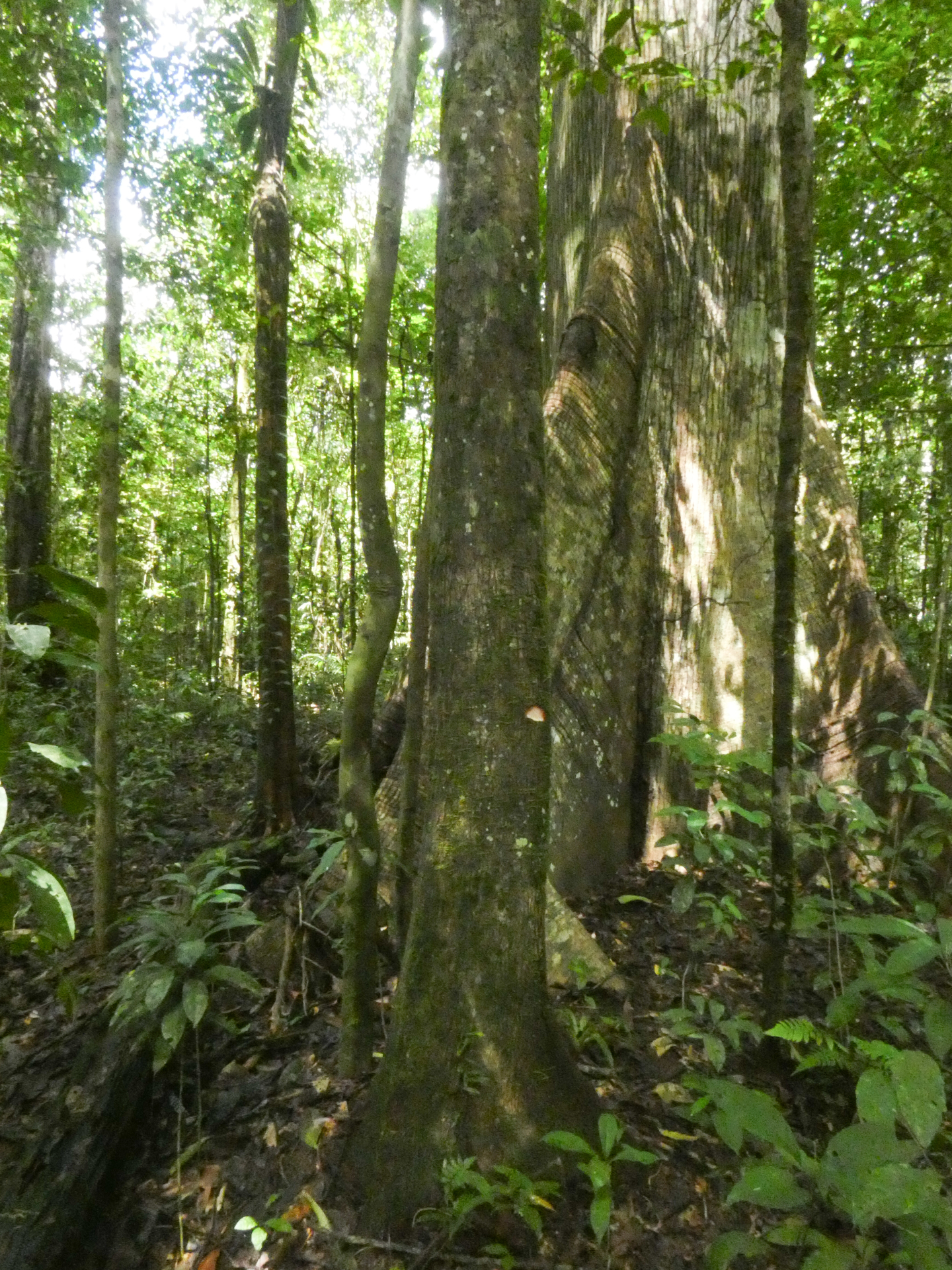 Micropholis acutangula (Ducke) Eyma - Photo Bivouac Naturaliste
