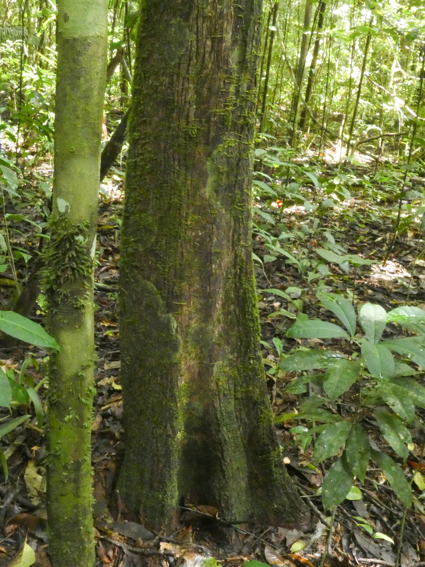 Micropholis acutangula (Ducke) Eyma - Photo Bivouac Naturaliste