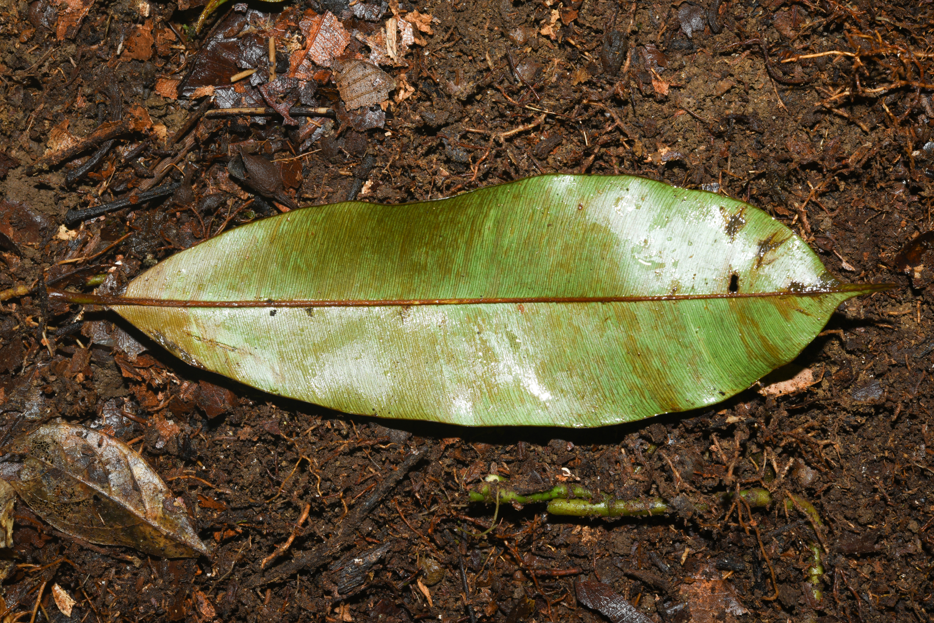 Micropholis acutangula (Ducke) Eyma - Photo Bivouac Naturaliste