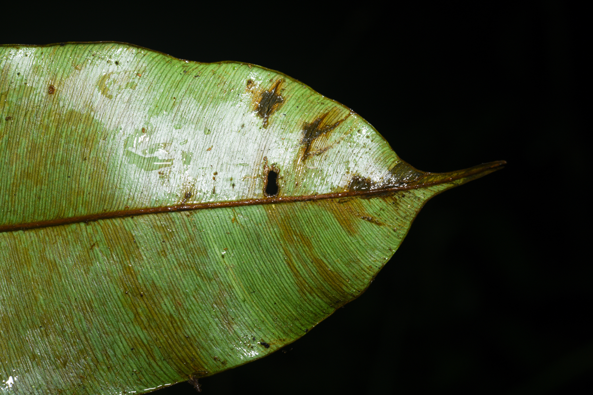 Micropholis acutangula (Ducke) Eyma - Photo Bivouac Naturaliste