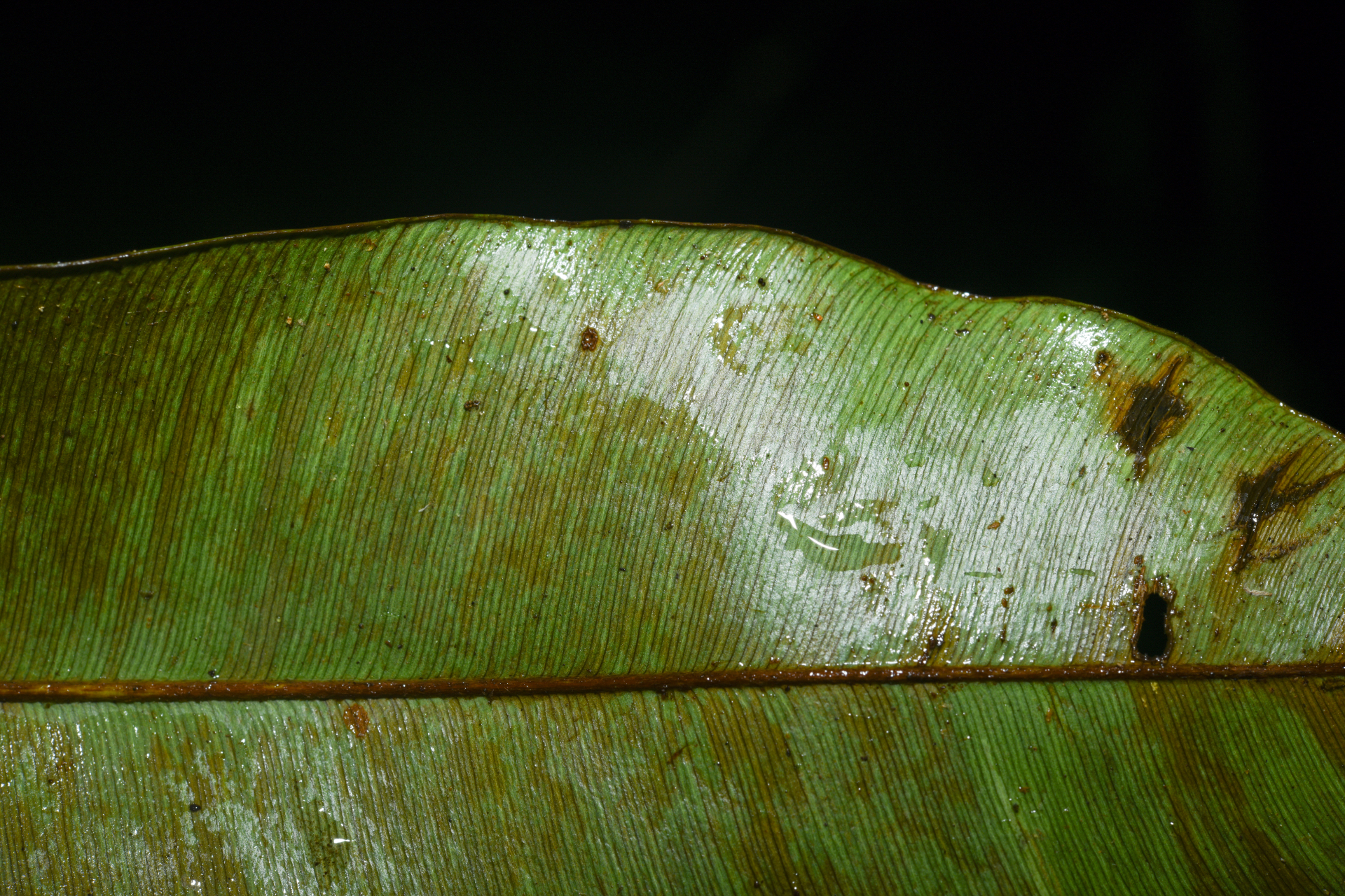 Micropholis acutangula (Ducke) Eyma - Photo Bivouac Naturaliste