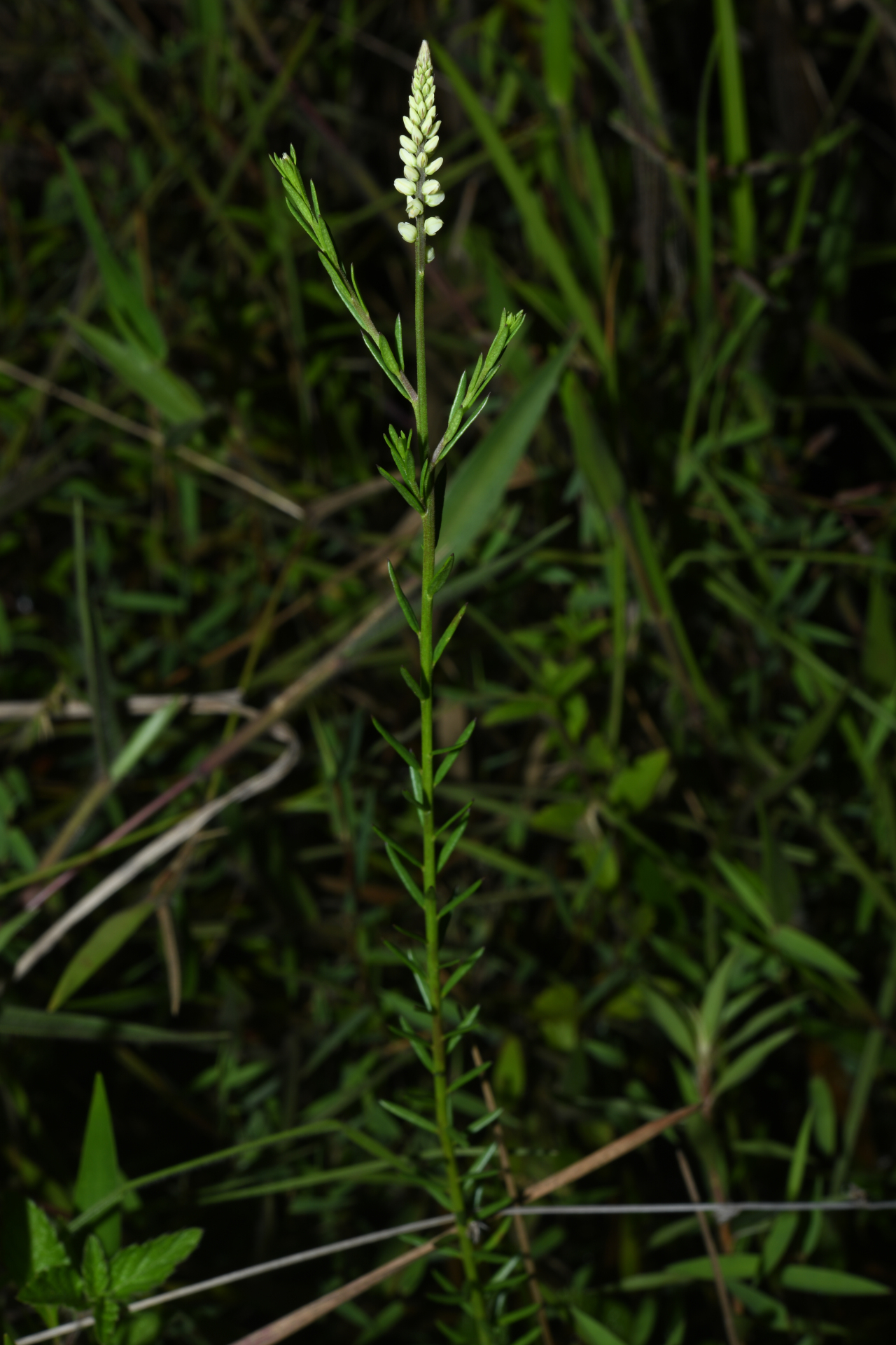 Polygala blakeana Steyerm. - Photo Bivouac Naturaliste