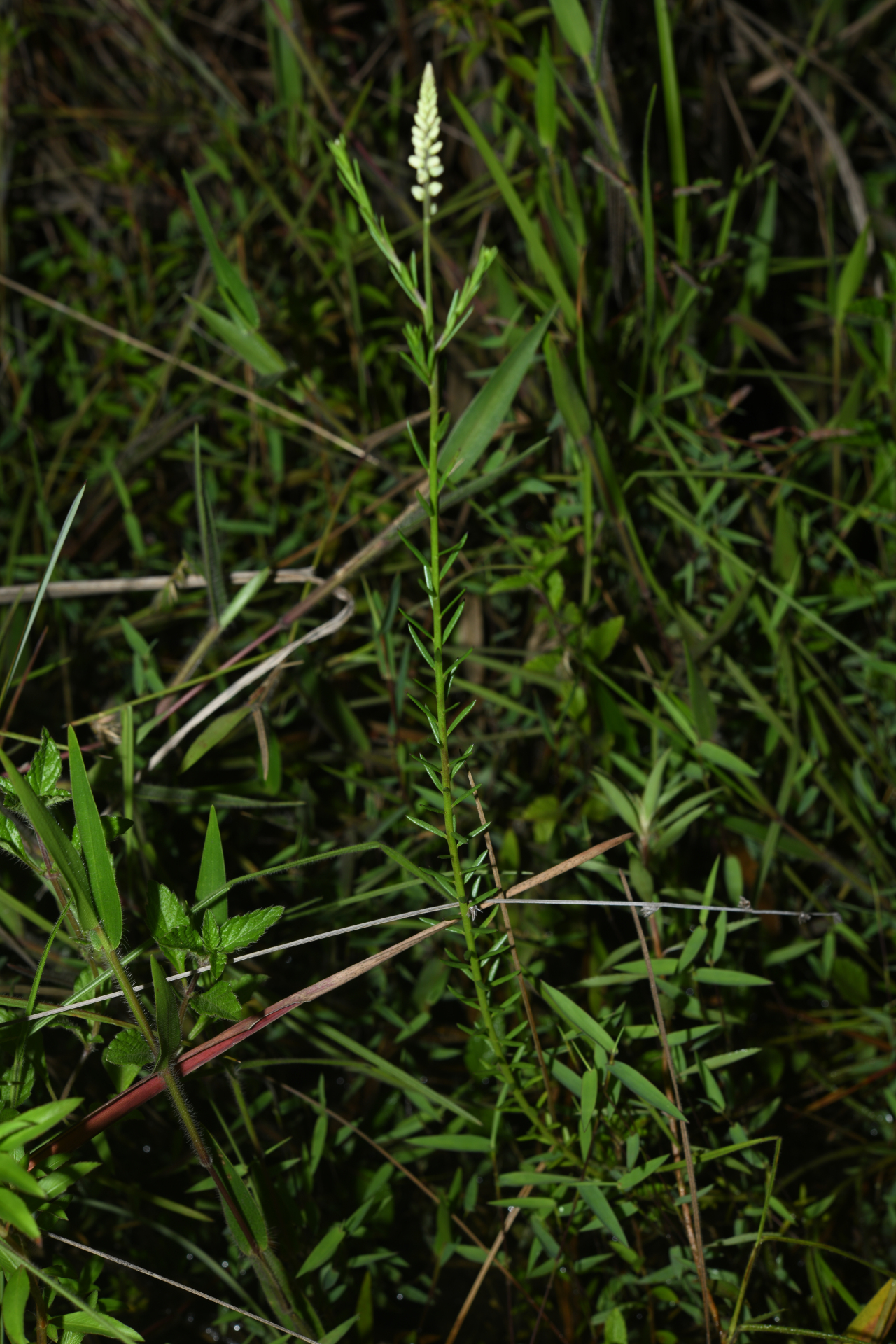 Polygala blakeana Steyerm. - Photo Bivouac Naturaliste