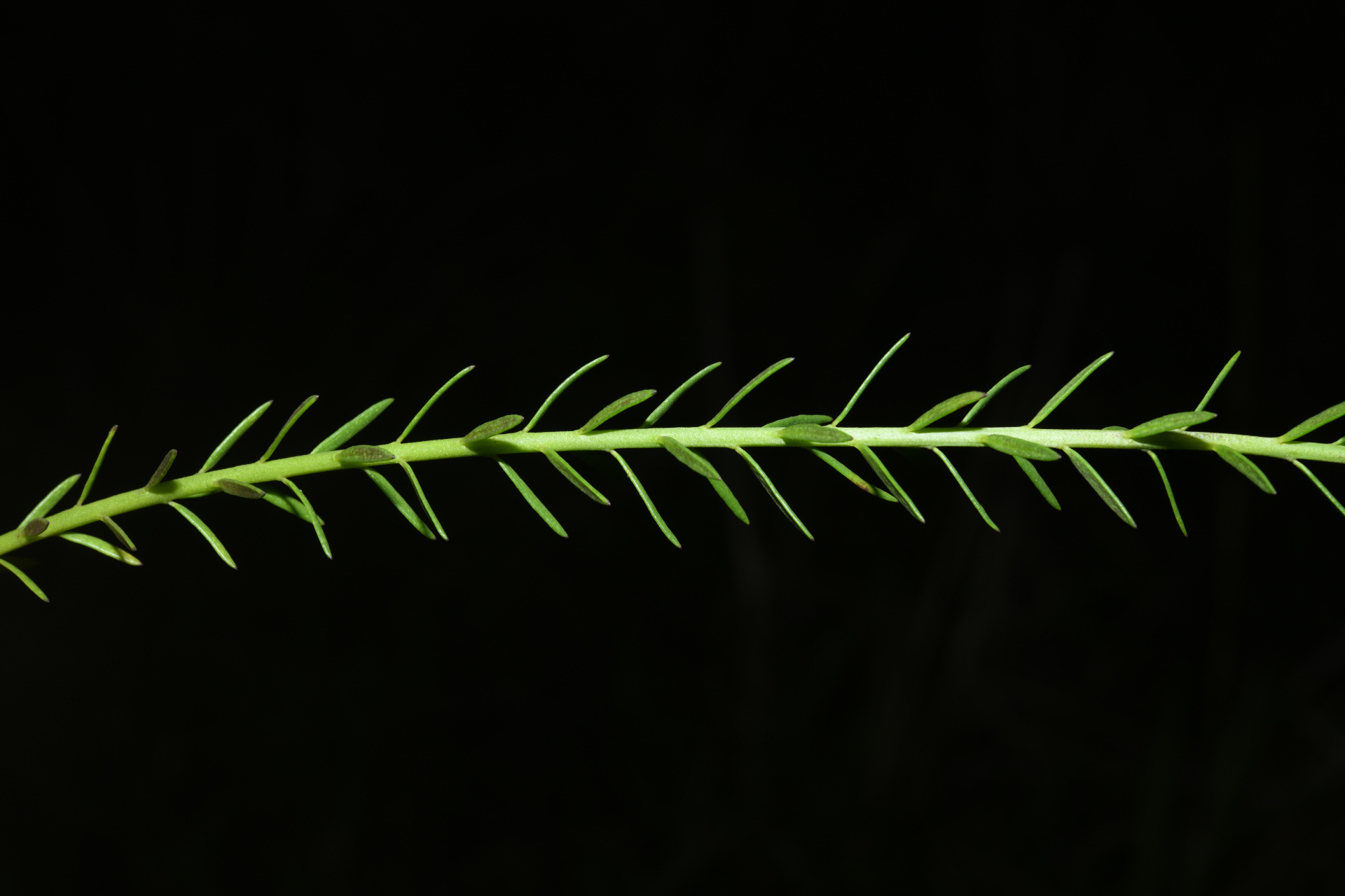 Polygala blakeana Steyerm. - Photo Bivouac Naturaliste