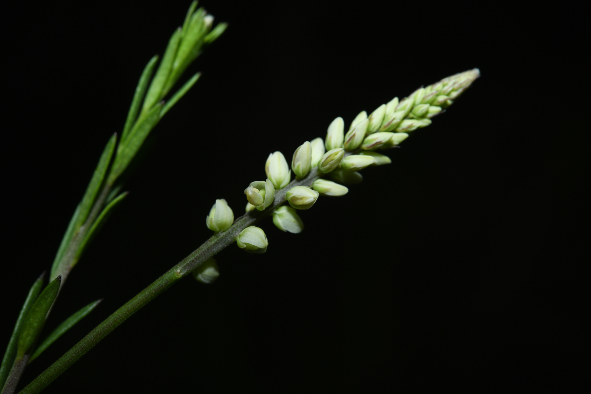 Polygala blakeana Steyerm. - Photo Bivouac Naturaliste