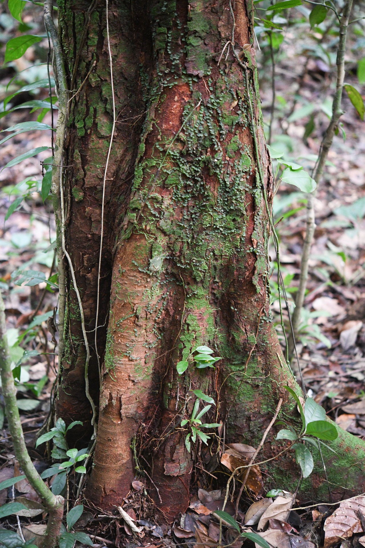 Zygia tetragona Barneby & J.W.Grimes - Photo Bivouac Naturaliste