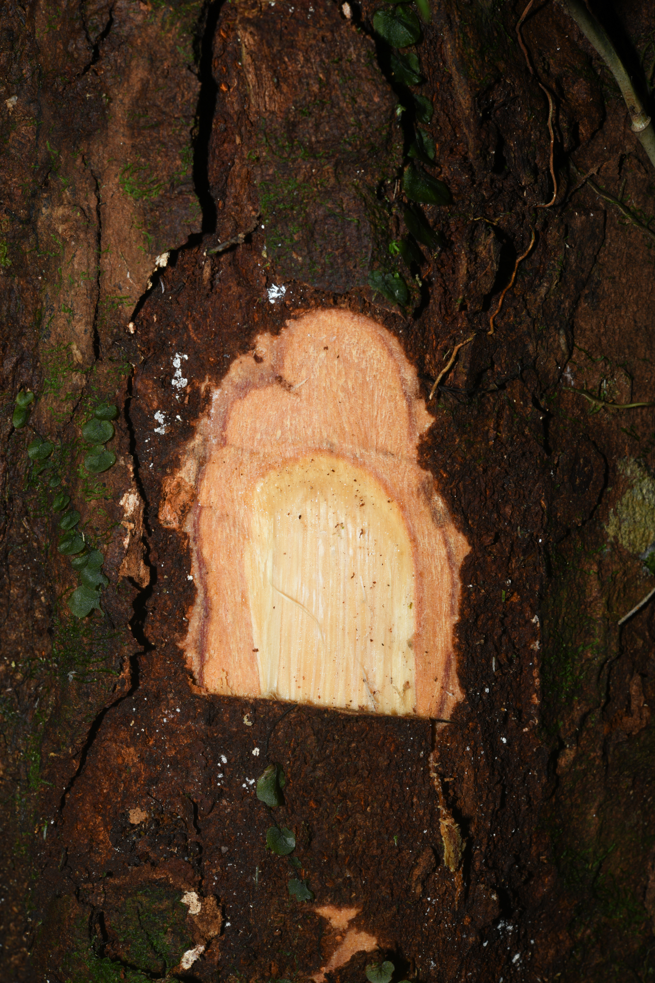 Zygia tetragona Barneby & J.W.Grimes - Photo Bivouac Naturaliste